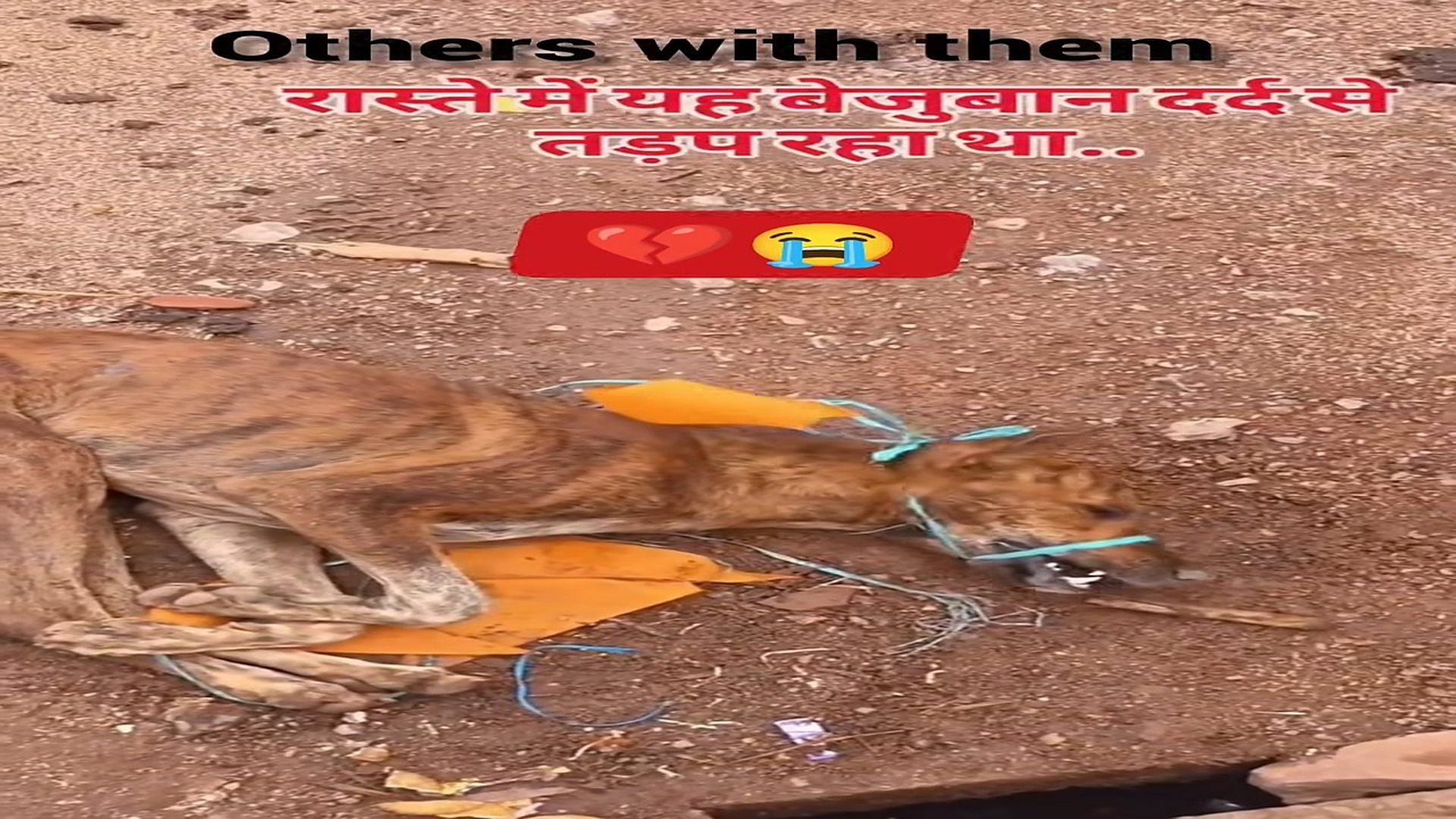 Full rescue here T0109081_Scared Animal Waits For Someone To Save It