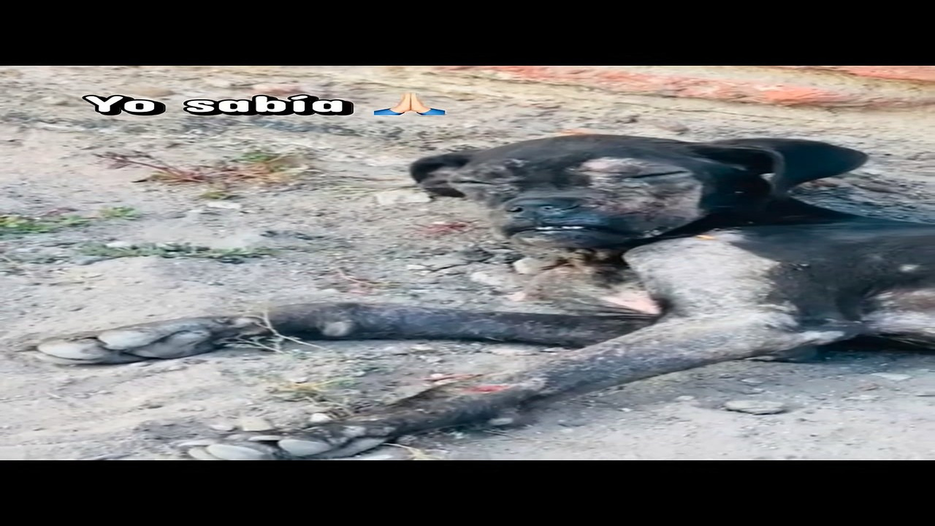 Full rescue here T0109083_Poor Animal Found Waiting Desperately For Help