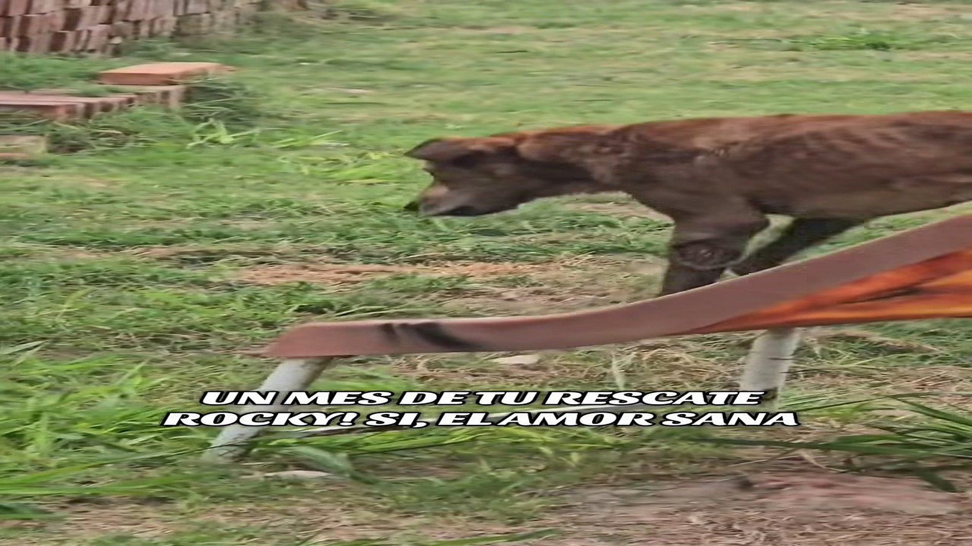 Full rescue here T0109084_A Heartbreaking Animal Rescue Ends With Hope