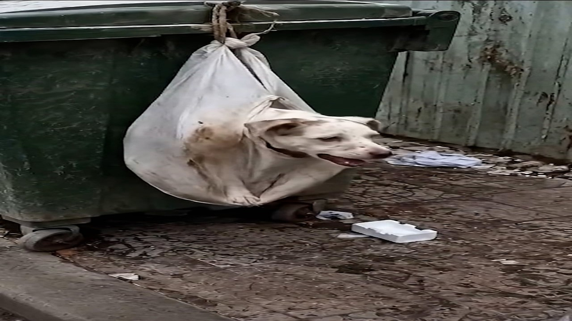 Full rescue here T0109090_Poor Animal Cries Until Help Finally Arrives
