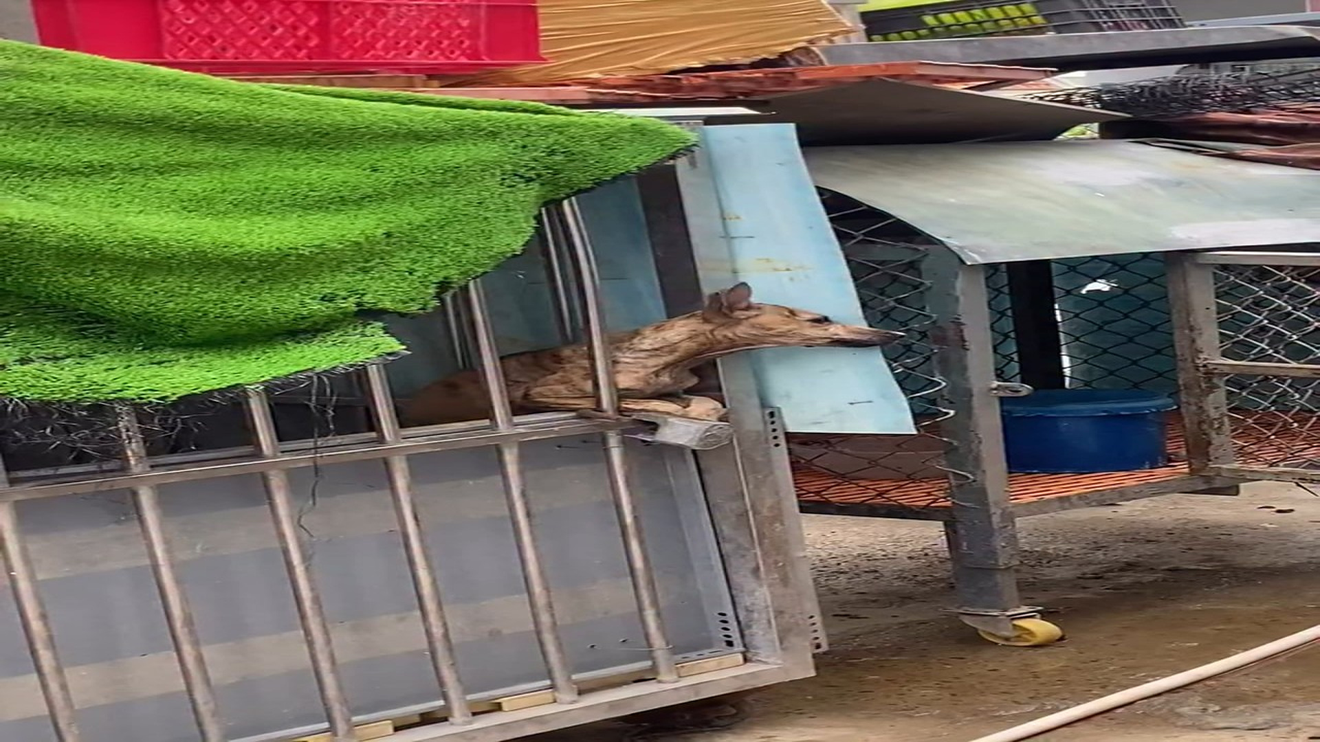 Full rescue here T0109091_Poor Animal Finally Finds A Safe Place