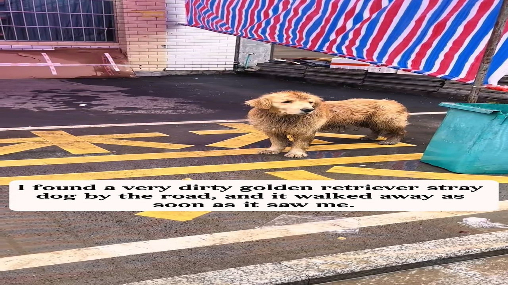 Full rescue here T0109105_found very dirty golden retriever stray dog by road, it w