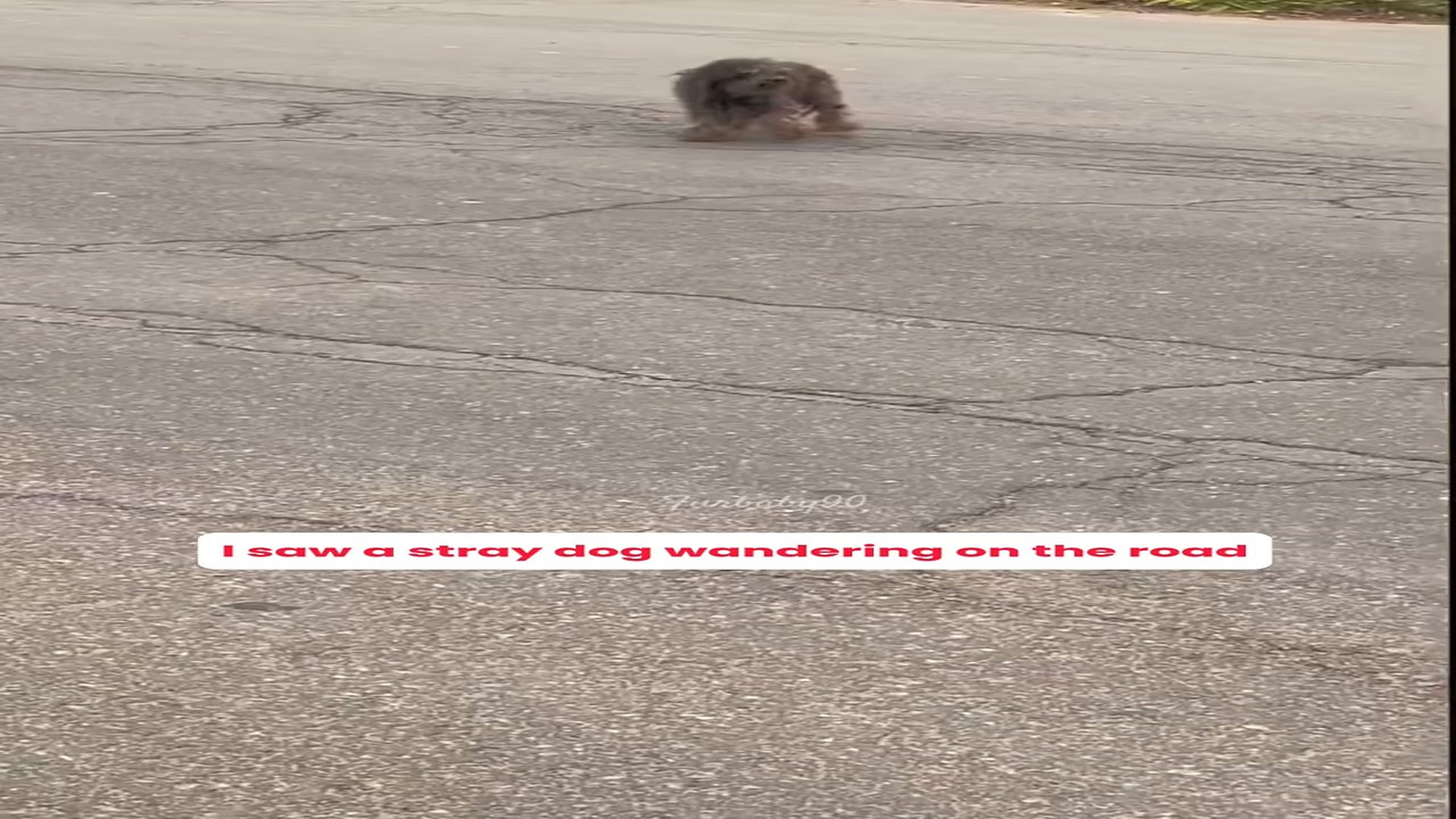 Full rescue here T0109112_Help dog wandering on road
