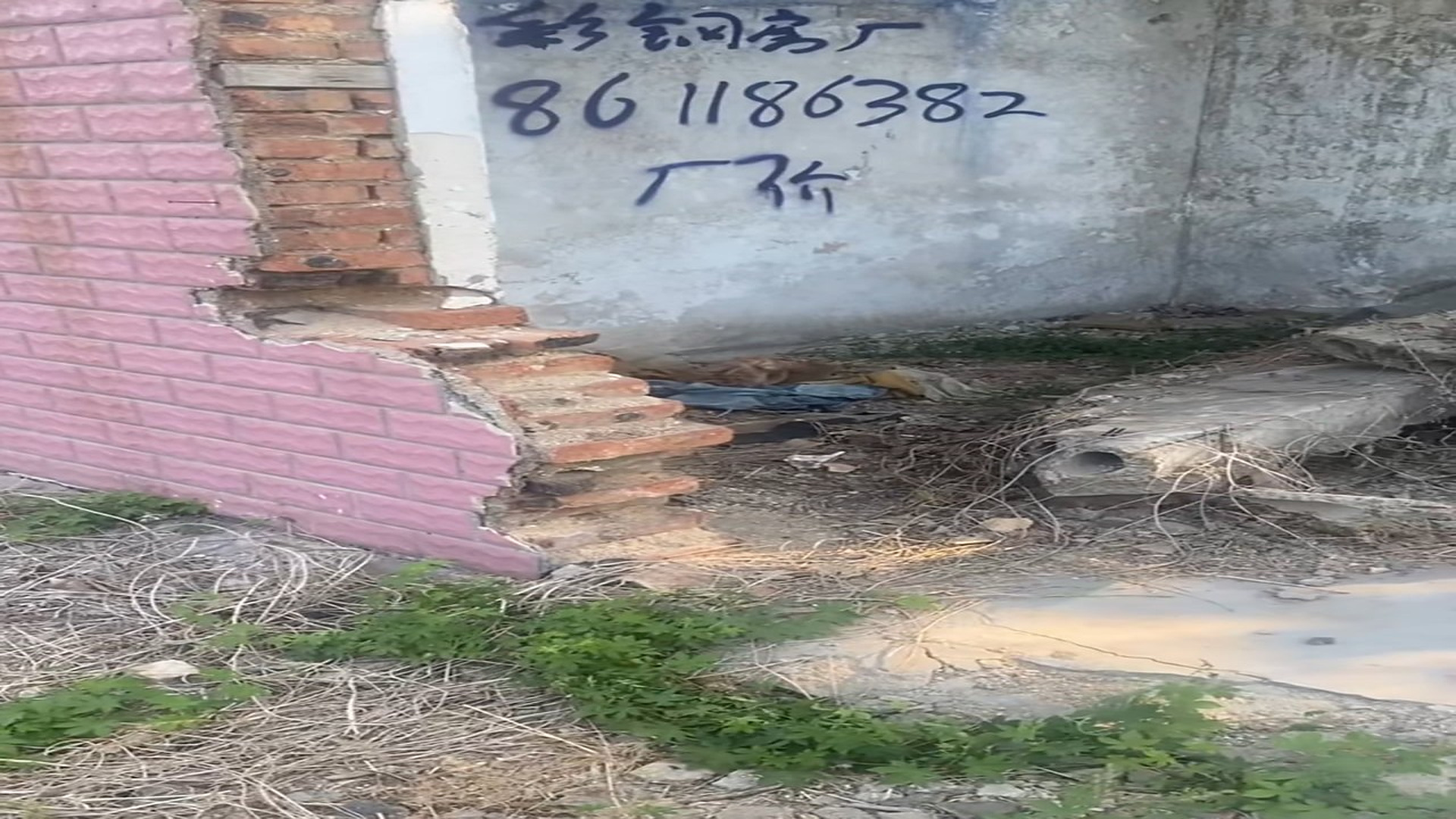 Full rescue here T0109114_Help poor abandoned dog