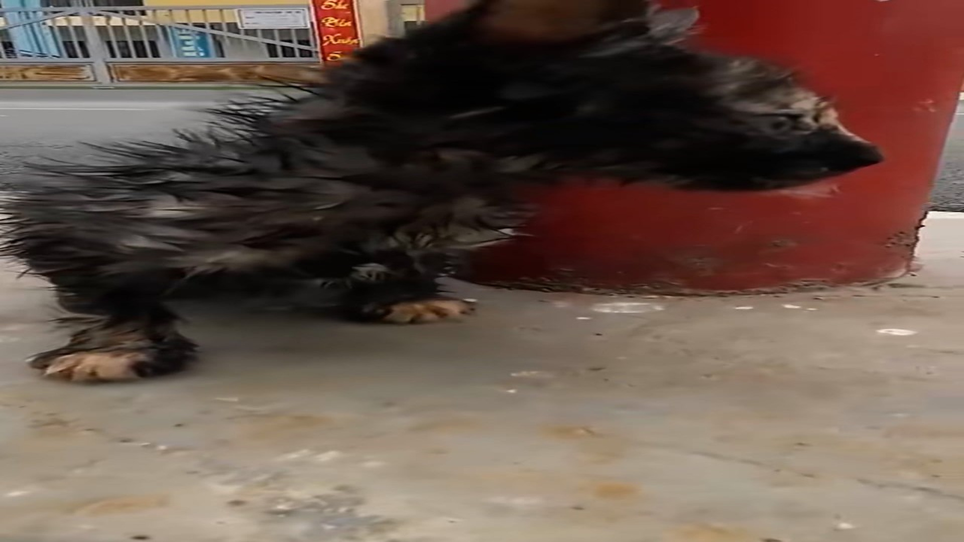 Full rescue here T0109119_kitten abandoned at school was luckily saved