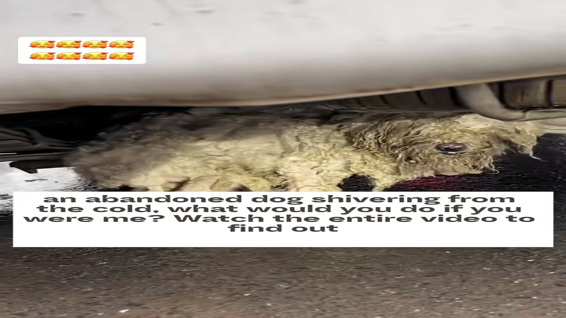 Full rescue here T0109131_poor dog (1)