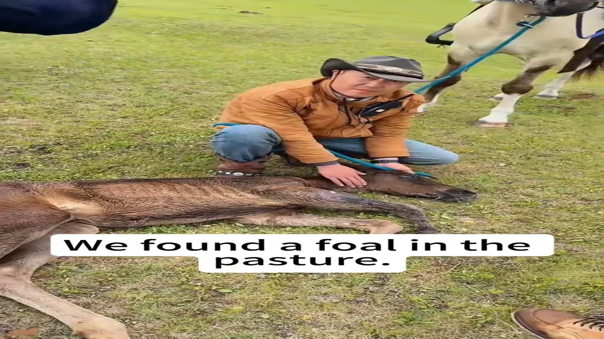 Full rescue here T0109147_rescued pony,I hope he gets better soon