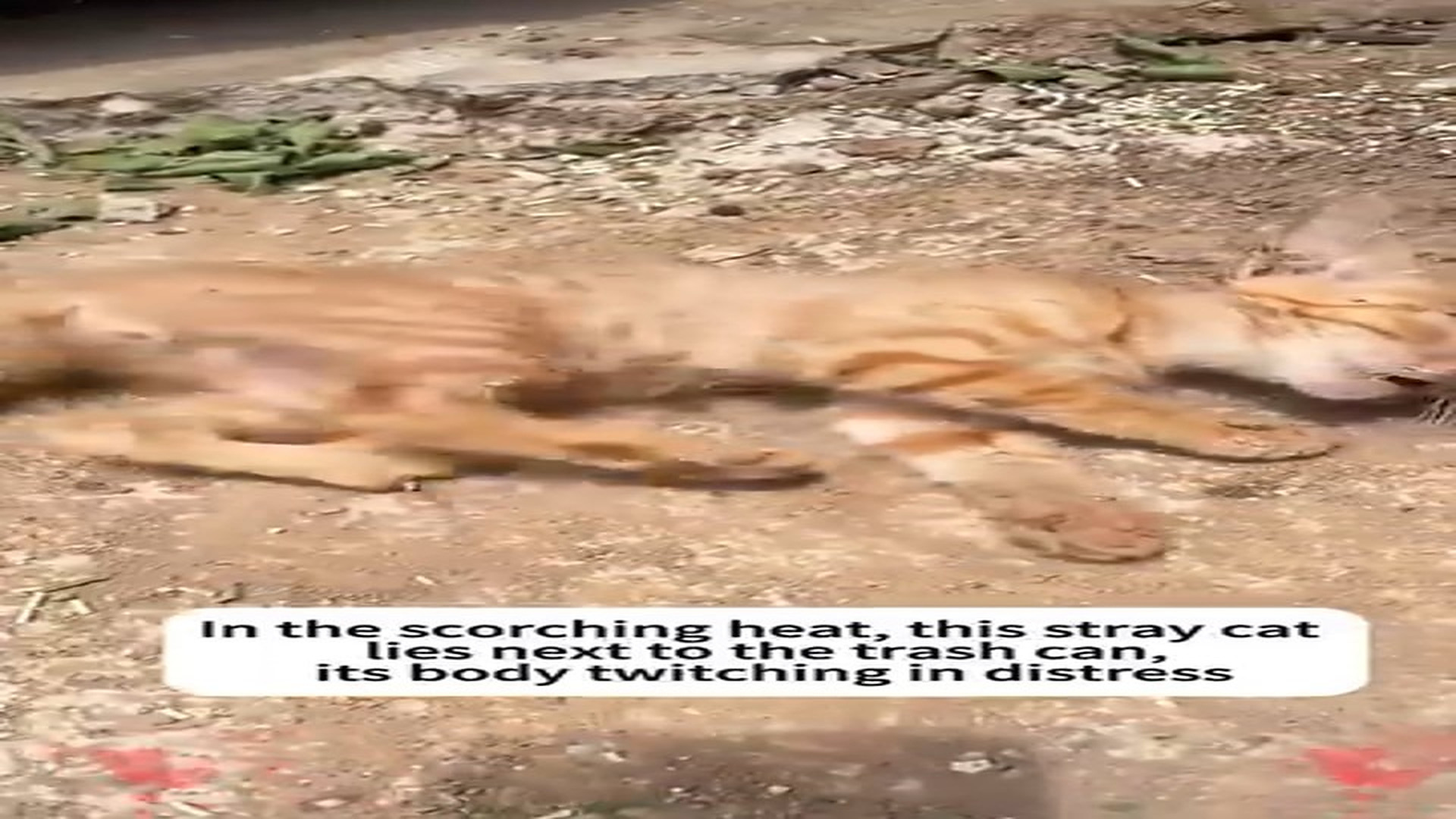 Full rescue here T0109148_Rescuing a stray cat