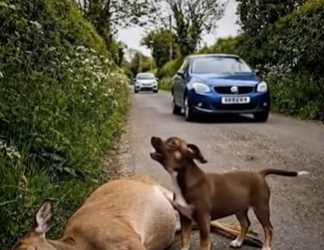 Full story: T2907015_Rescuers Race To Save A Helpless Animal