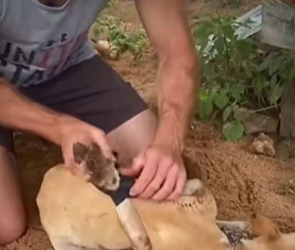 T1107014 🐕 A painful dog rescue story showed why some people keep fighting for innocent lives that cannot speak for themselves 🥺 #DogRescue #SaveDogs #AnimalLove #Hope