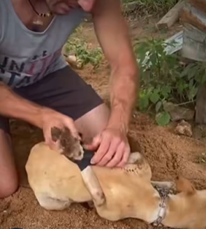 T1107014 🐕 A painful dog rescue story showed why some people keep fighting for innocent lives that cannot speak for themselves 🥺 #DogRescue #SaveDogs #AnimalLove #Hope