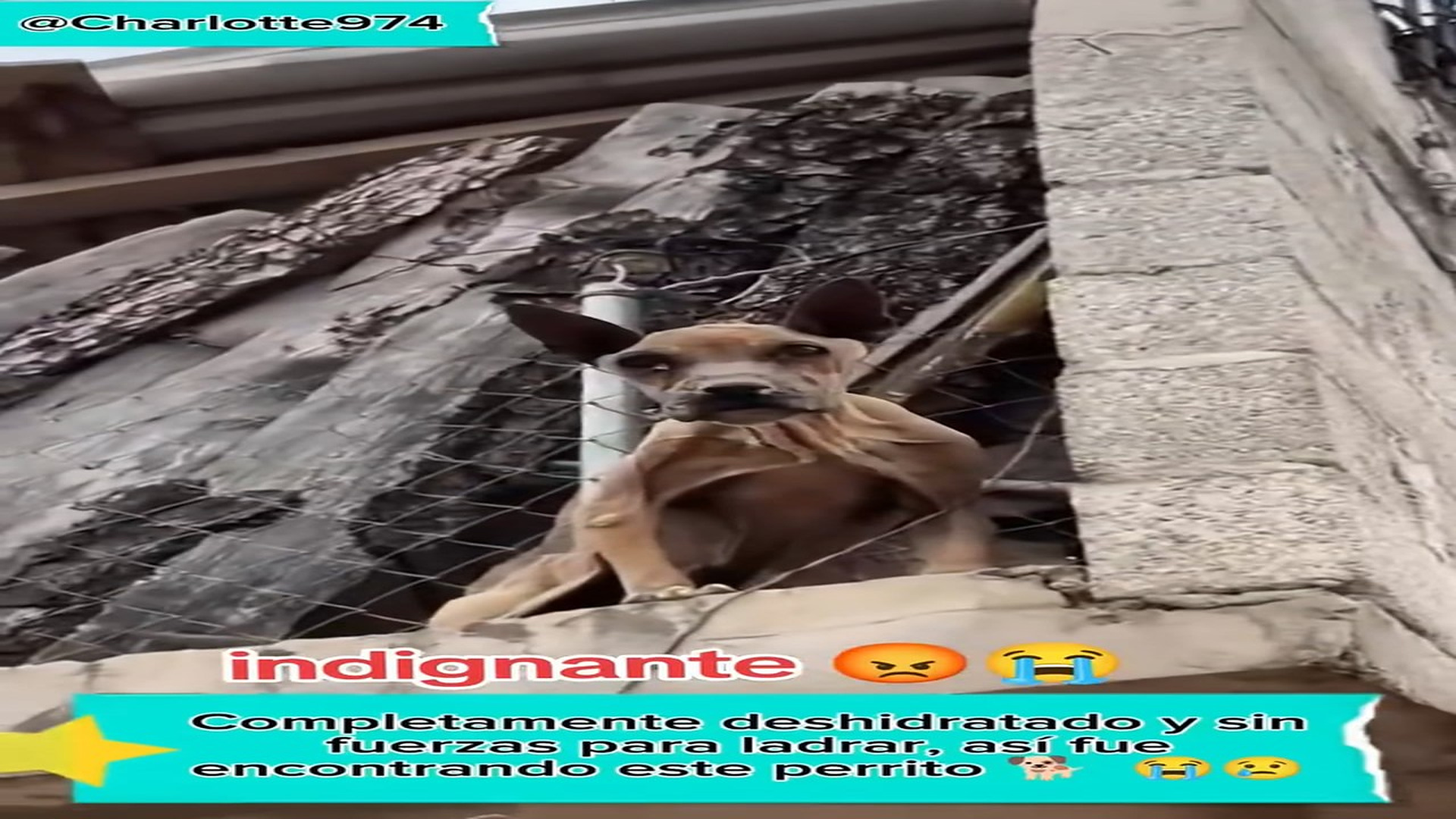 Full rescue here: T0609027_I don’t understand how they could do this to a pet. A huge thank you to the young woman for what she did.