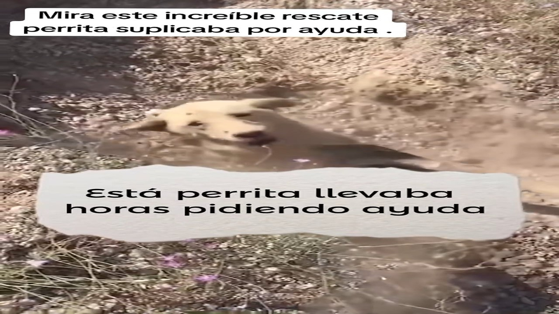 Full rescue here: T0609030_Abandoned Animal Starts A New Life After Rescue