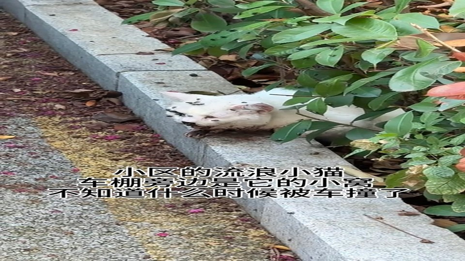 Full rescue here: T0609033_Poor Animal Was Left Alone But Not Forgotten