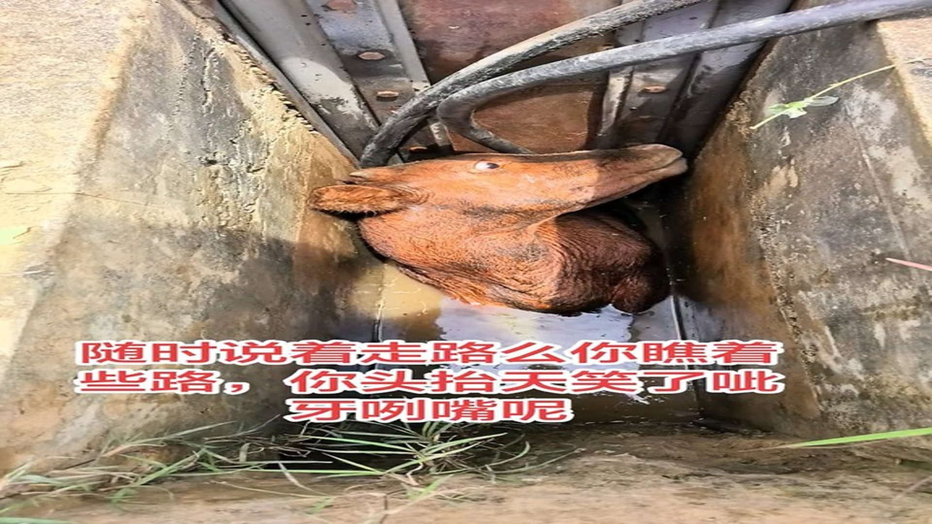 Full rescue here: T0609034_Rescued Animal Takes Its First Step Toward Safety