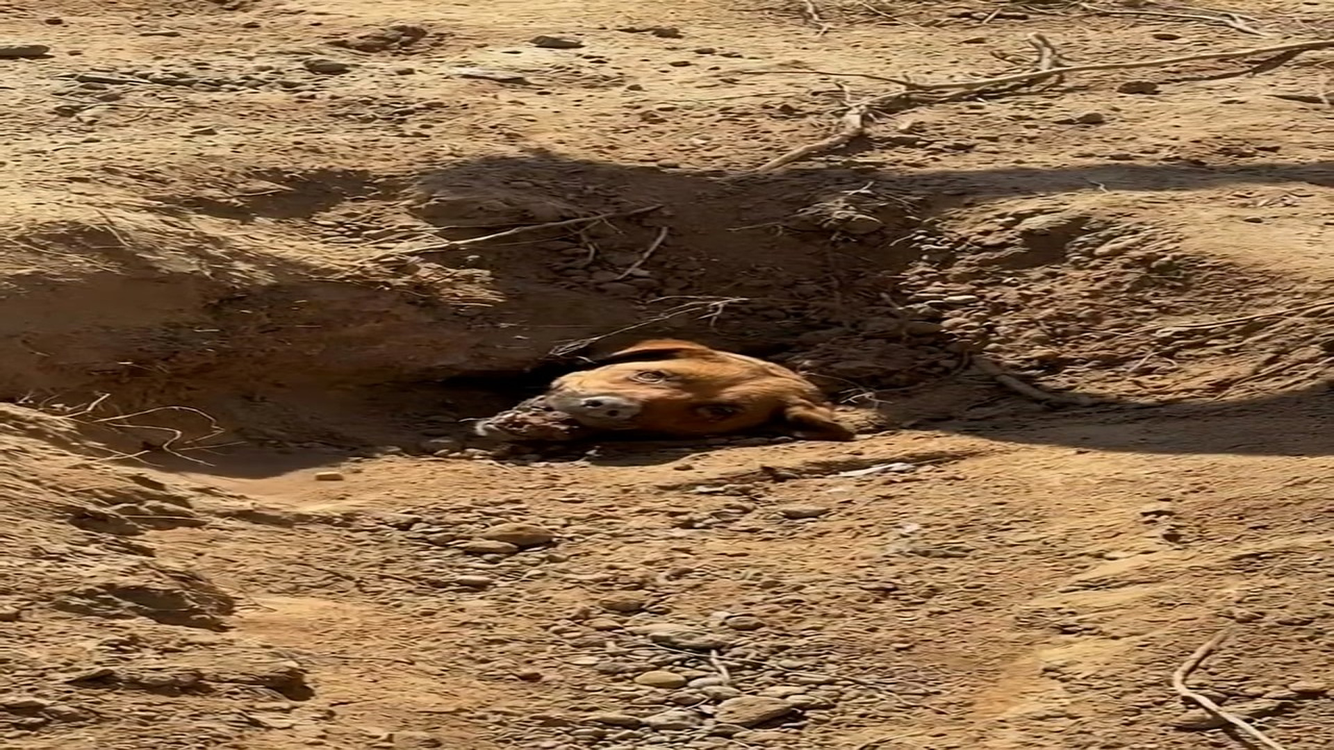 Full rescue here: T1009008_3 comments Muffled cries pierced calm of a quiet golf course, barely audible beneath earth