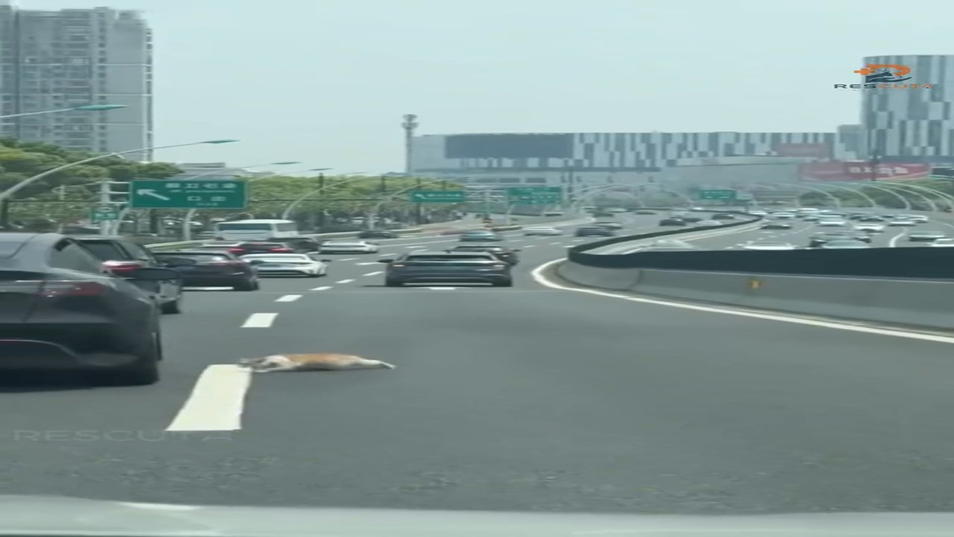 Full rescue here: T1009019_Rescuers Find An Animal Fighting To Survive