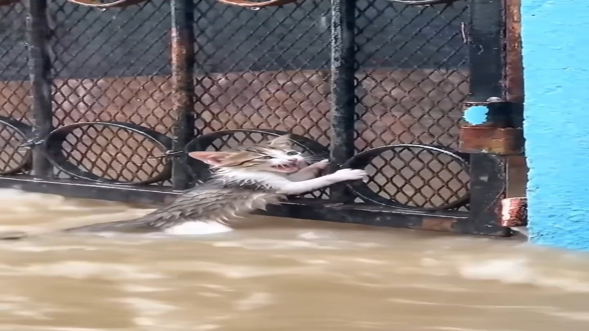 Full rescue here: T1009030_This Rescue Gave A Helpless Animal A New Life