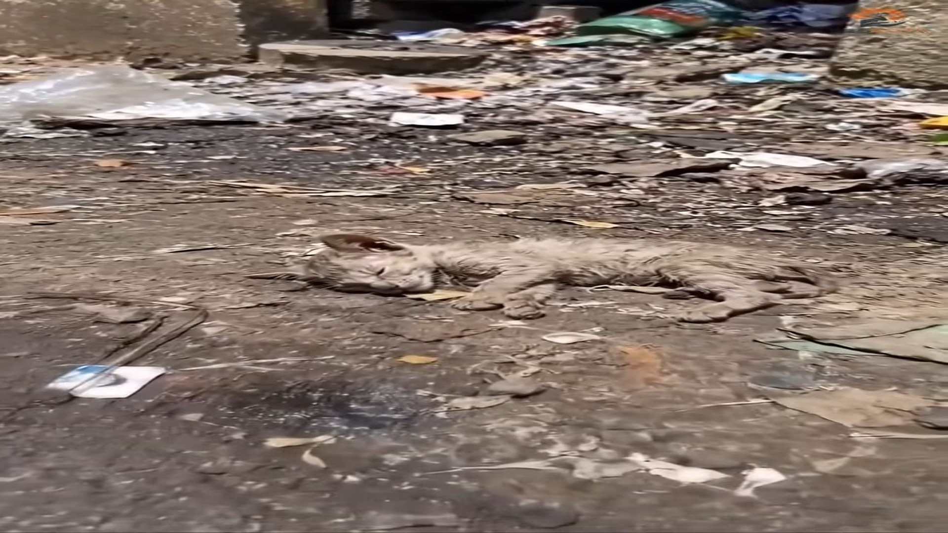 Full rescue here: T1009036_Poor Animal Was Waiting For Someone To Care