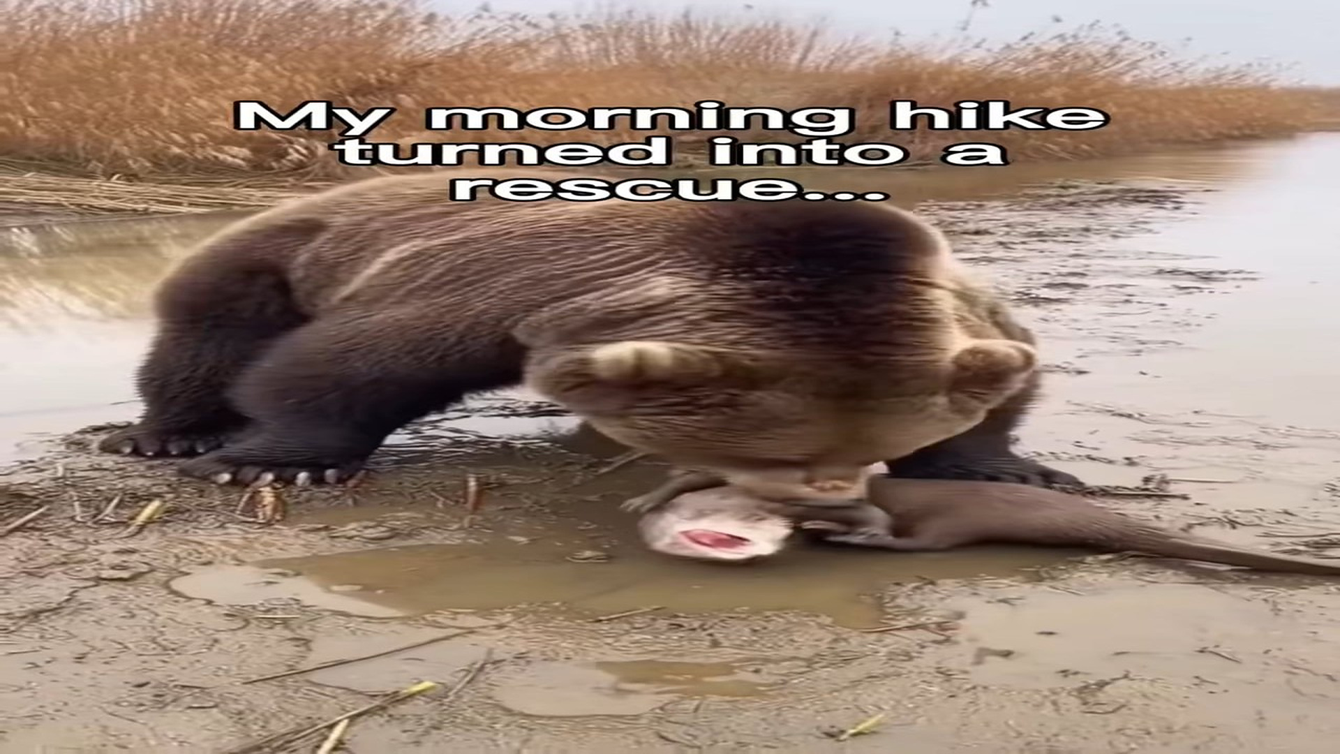 Full rescue here: T1309035_Saved his life from bear � and then this happened