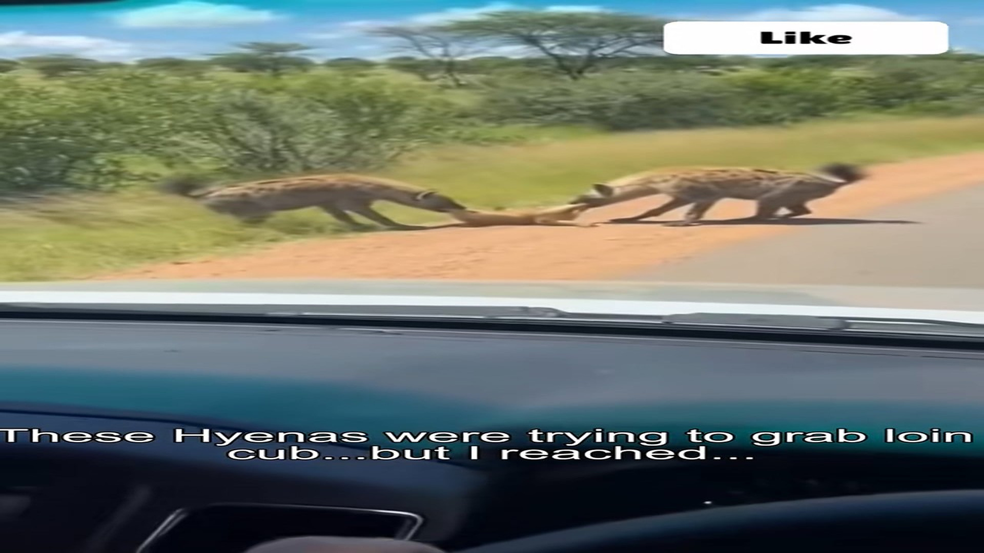Full rescue here: T1309034_Rescuers Find An Animal Fighting To Survive