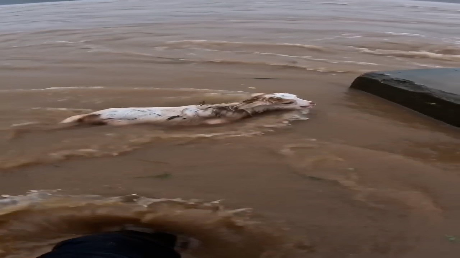 Full rescue here: T1309020_Today, a stranger became a hero. Rescue moments