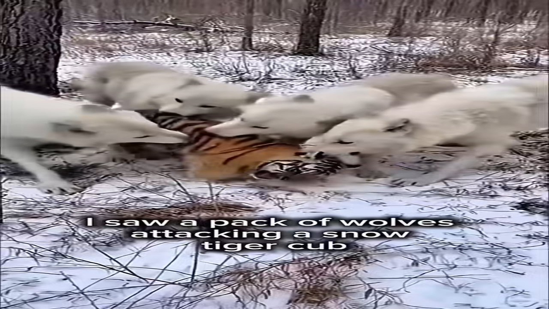 Full rescue here: T1309014_4 separate animal rescue videos ❤️ Man rescues tiger cub from wolves and is saved, white tiger cub