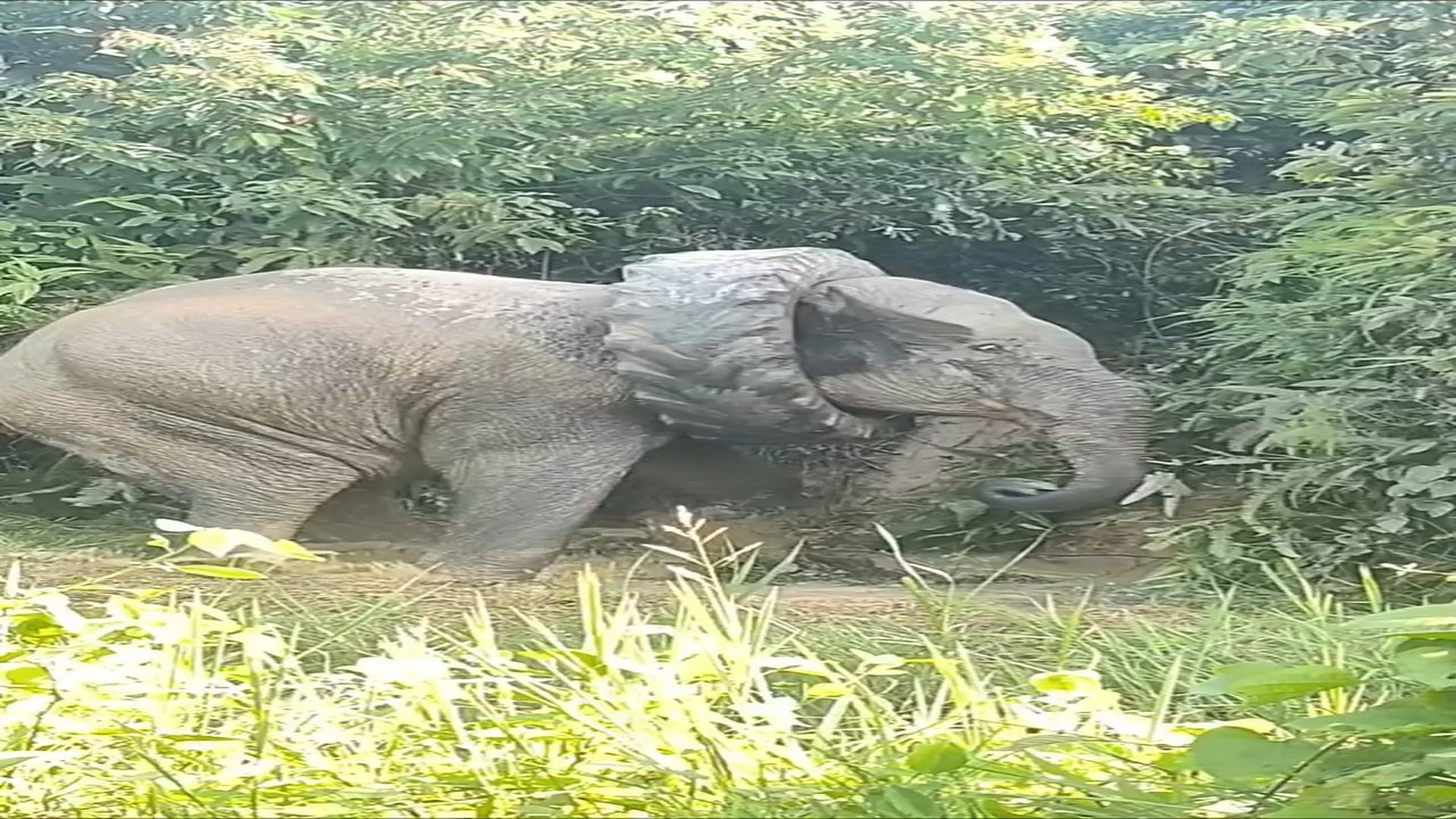 Full rescue here: T1309013_PROMPT ACTION SAVES A WILD LIFE! A huge thank you to Hon ble CM Dr. H
