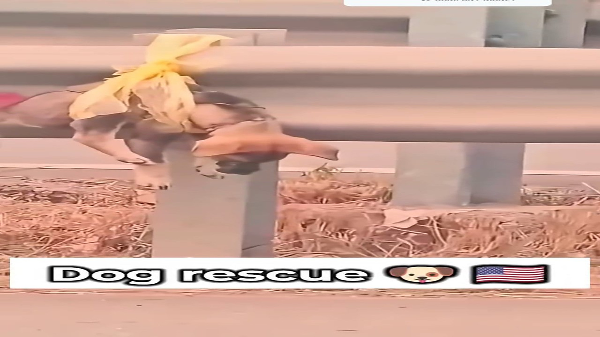 Full rescue here: T1309008_Dog rescue 44