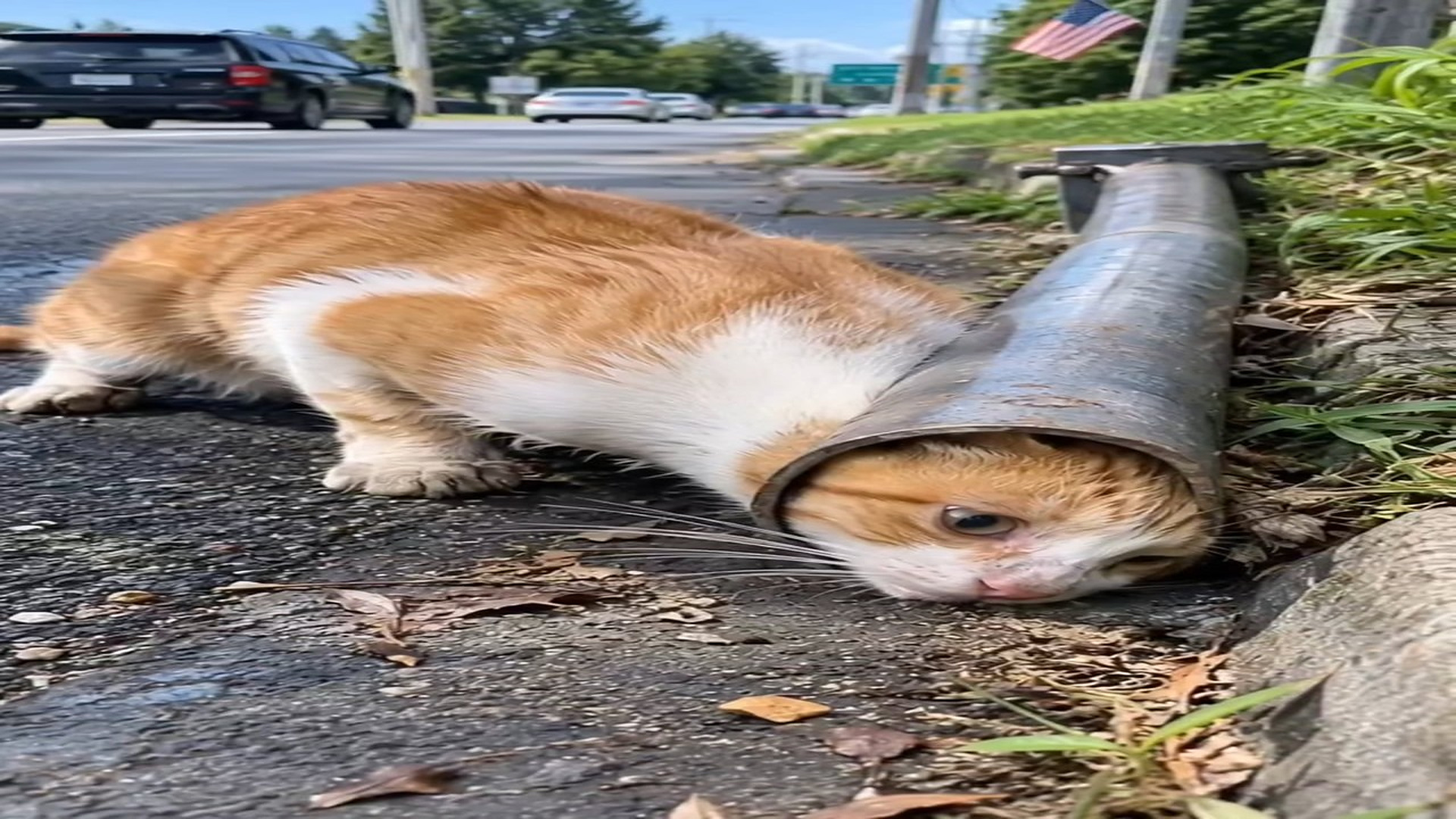 Full rescue here: T1309005_When Every Second Counts Rescuing Brave Little Cat AI Genera