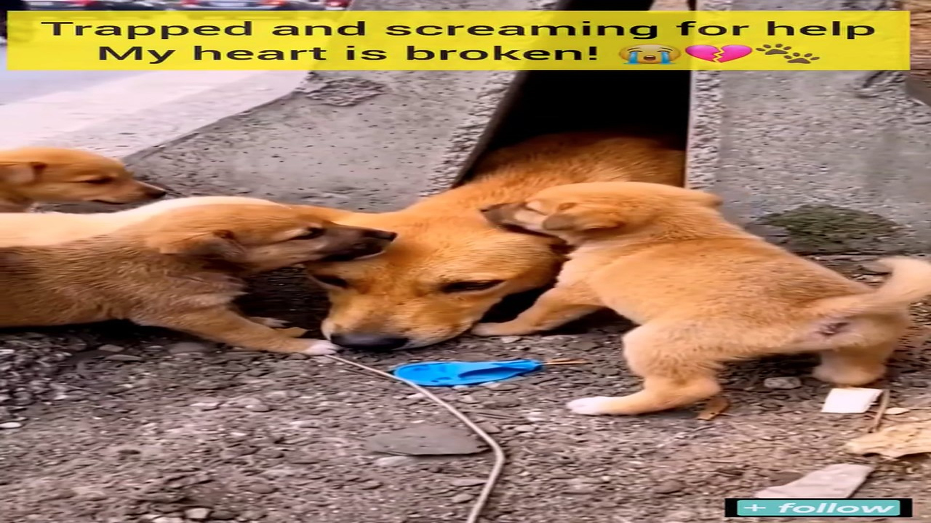 Full rescue here: T1309004_Trapped screaming help! My heart is broken They are crying f