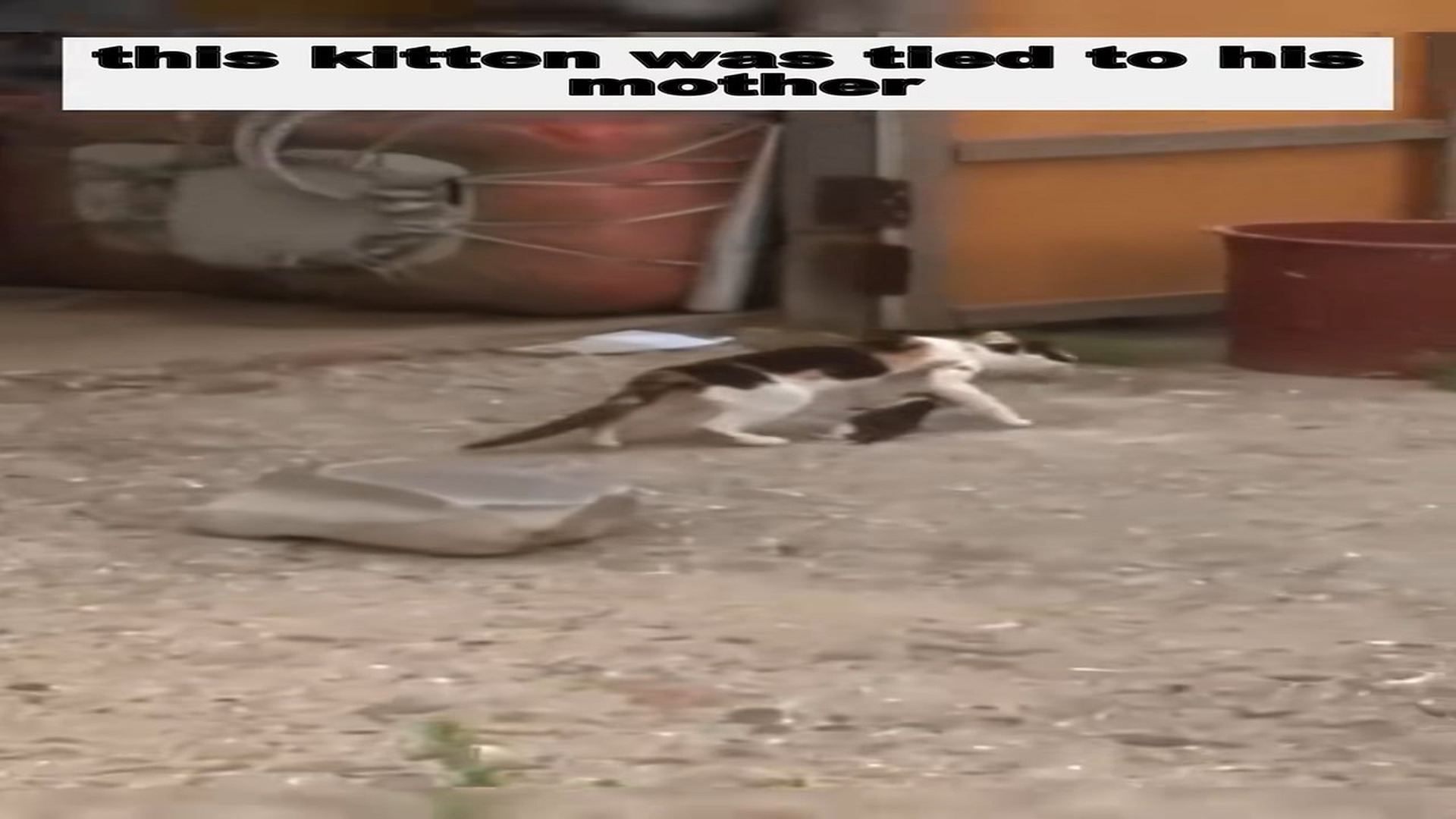 Full rescue story: T1509040_This kitten was tied to his mother
