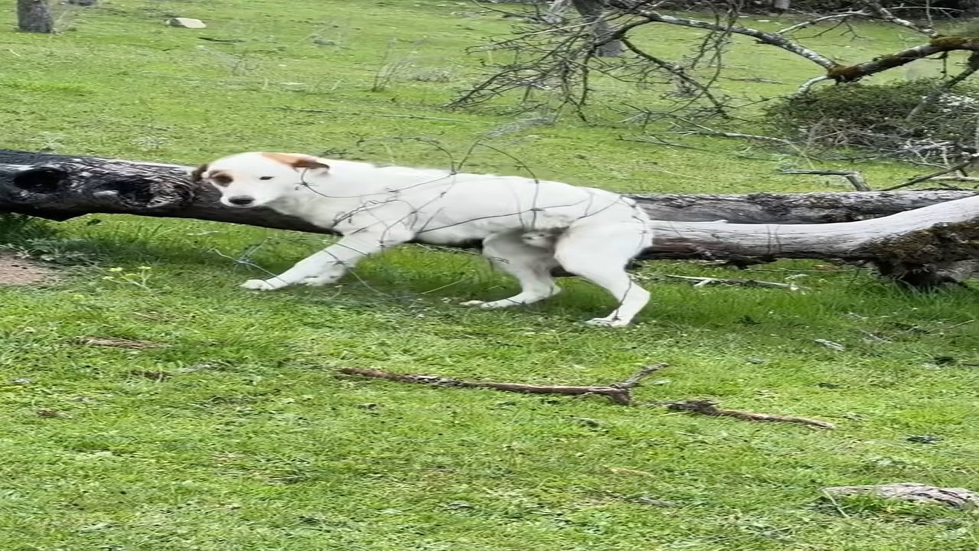 Full rescue story: T1509013_Autumn forest survival camp rescuing a stray dog painfully entangled in barbed wire and setting u
