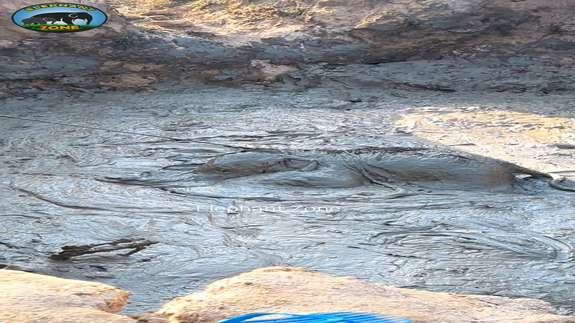 Full rescue story: T1509010_A tiny baby elephant sinking in thick mud. his mother was desperately waiting nearby