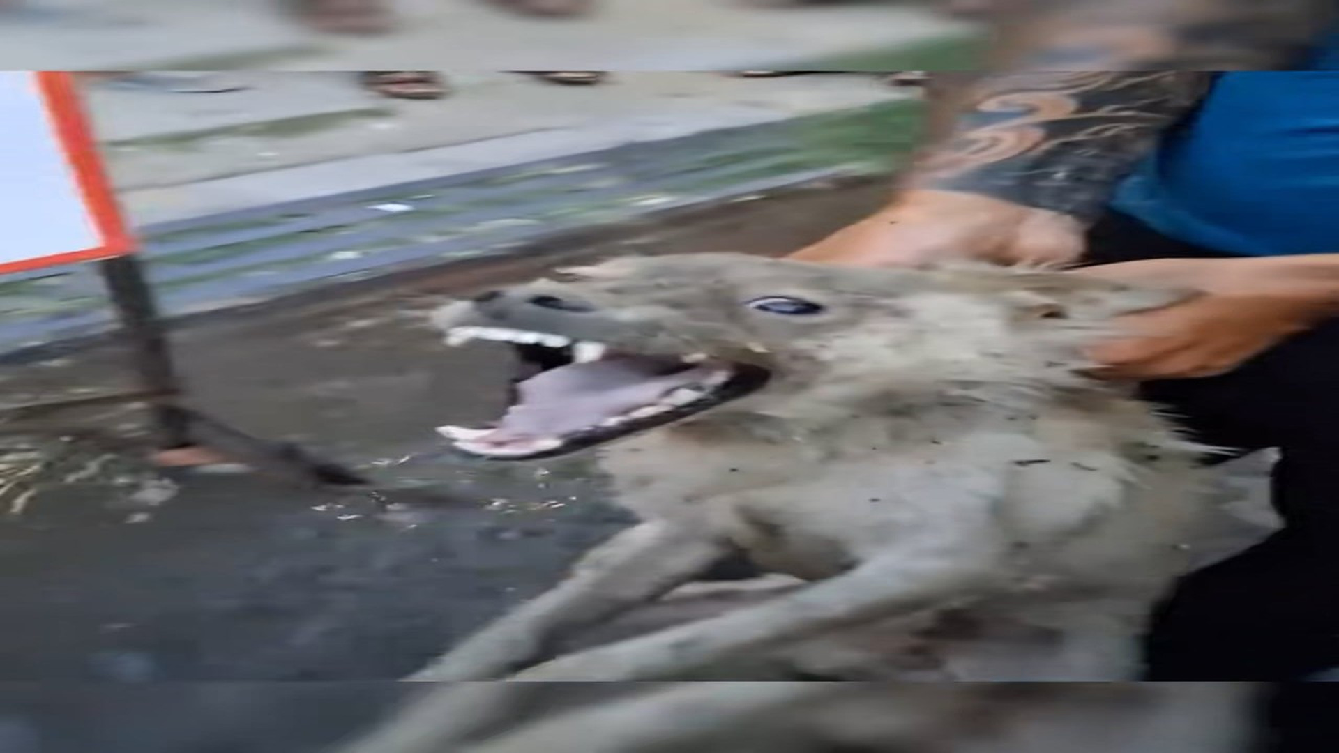 Full rescue story: T1509007_A dog got stuck in a drainage ditch during the recent flooding and had to be rescued using an excava