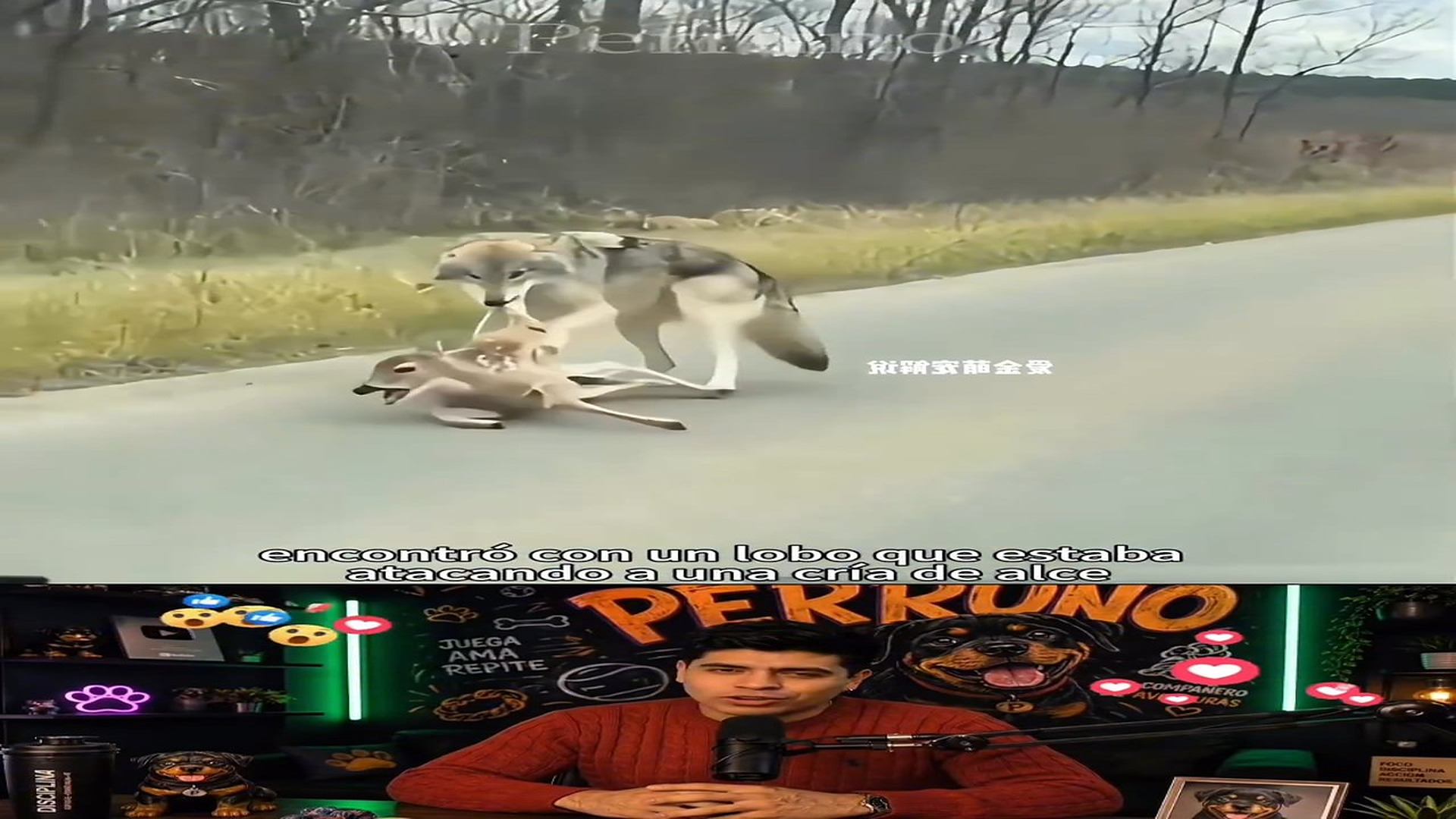 Full rescue story: T1509002_Un chico encontr贸 a un lobo atacando a un peque帽o alce en la carretera y