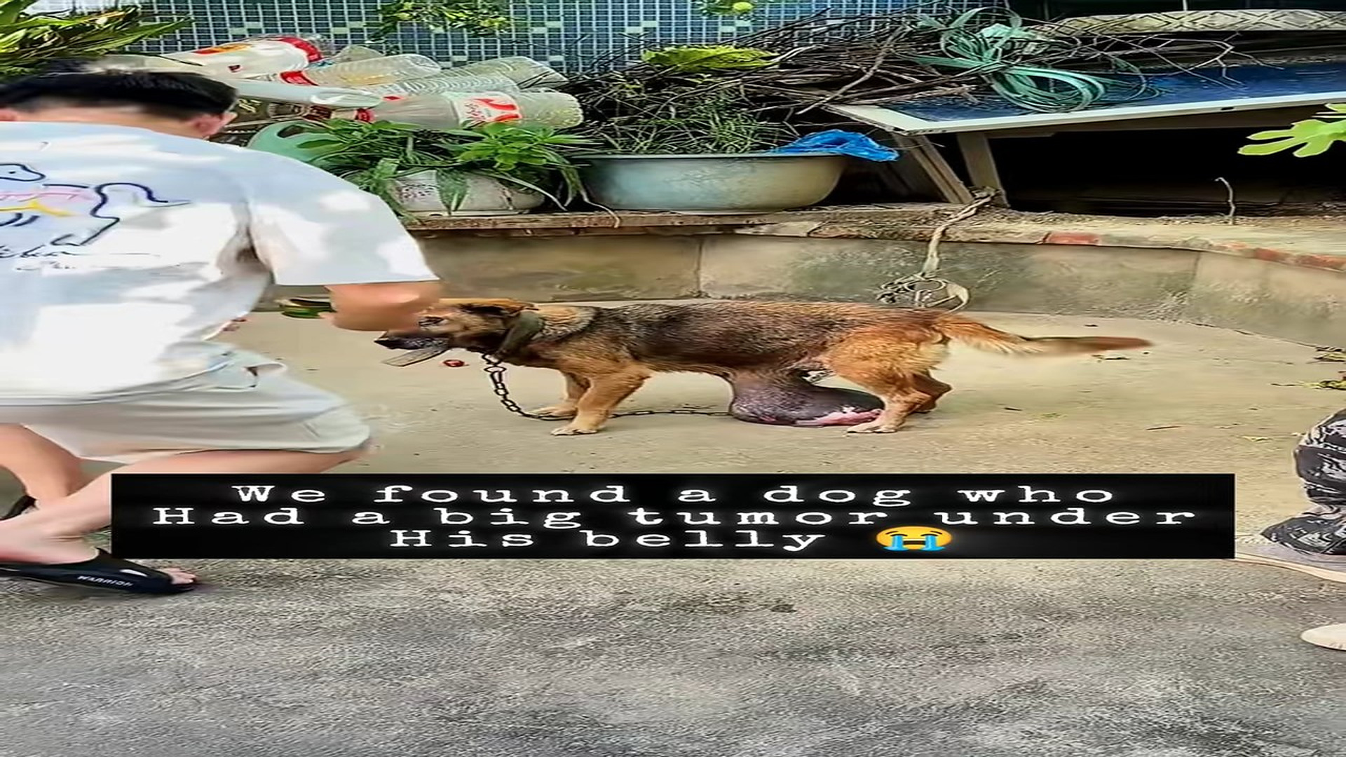 Full rescue here: T1609015_Emotional Animal Rescue That Changed Everything