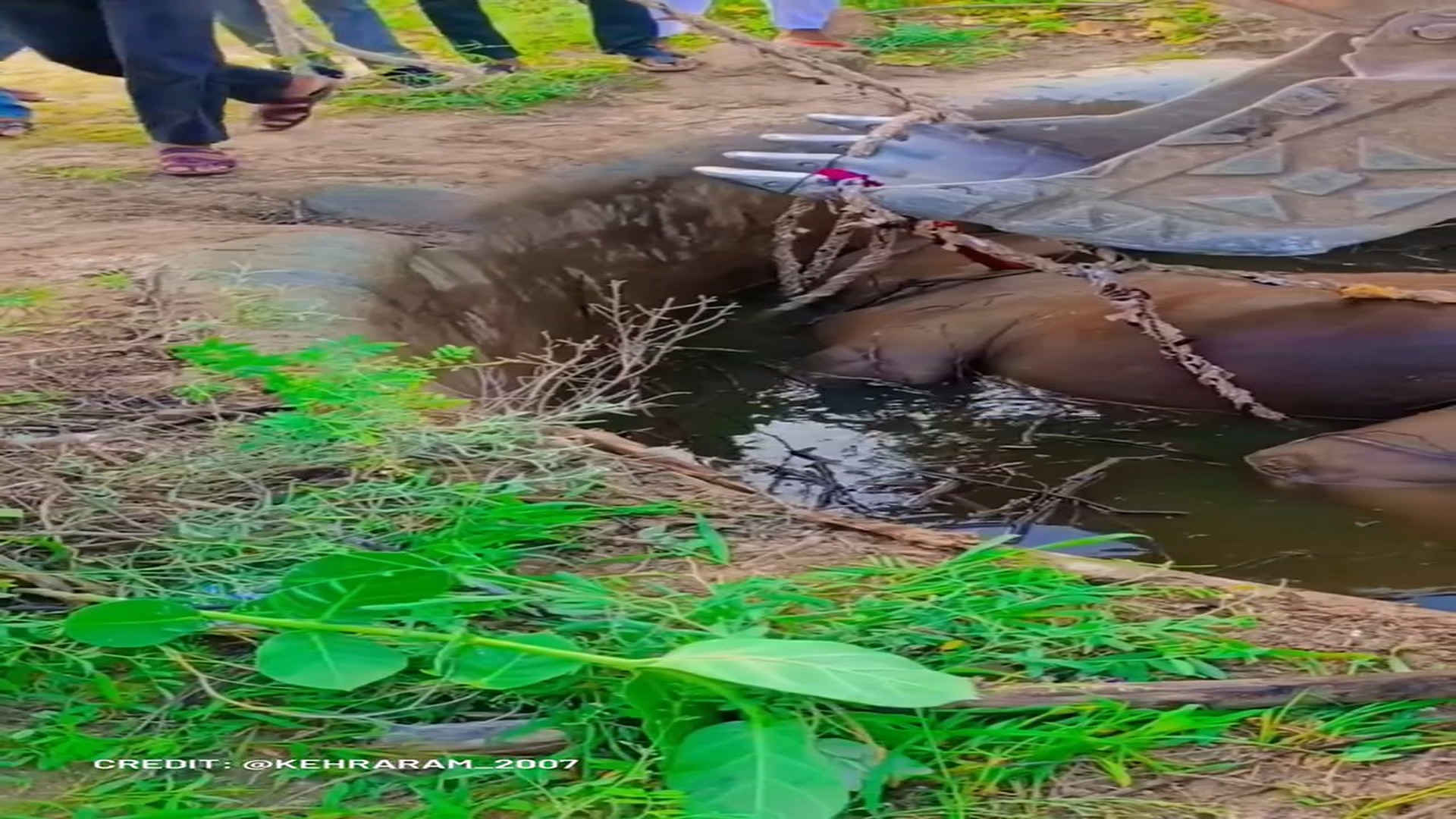 Full rescue here: T1609014_Poor Animal Finally Gets The Rescue It Needed