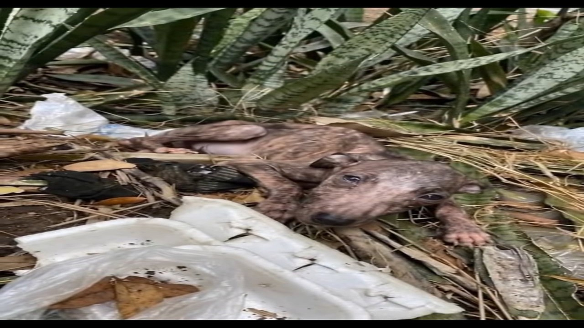 Full rescue here: T1609022_She was just minutes old, lying on the side of a busy road—cold, pressed against the lifeless body o