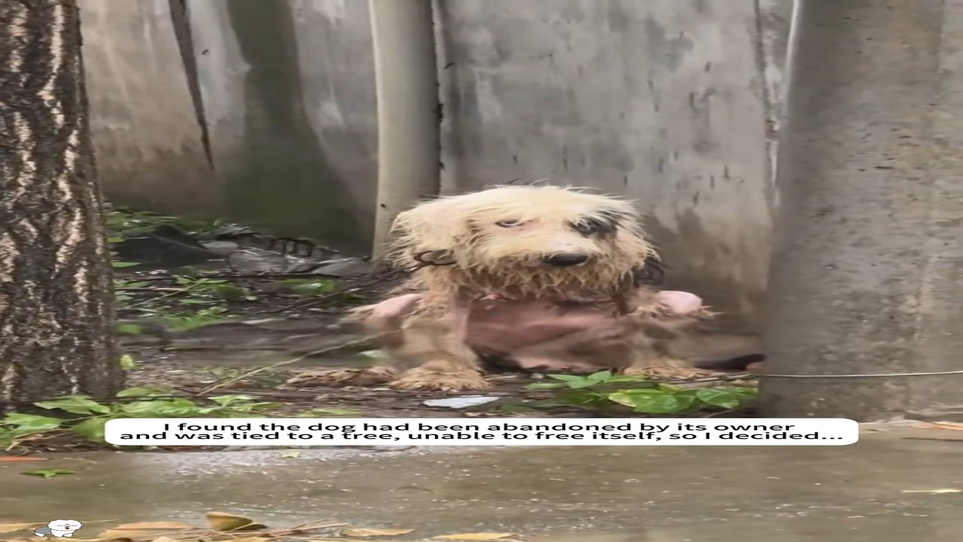 Full rescue here: T1609018_I found the dog had been abandoned by its owner and was tied to a tree, unable to free itself, so I