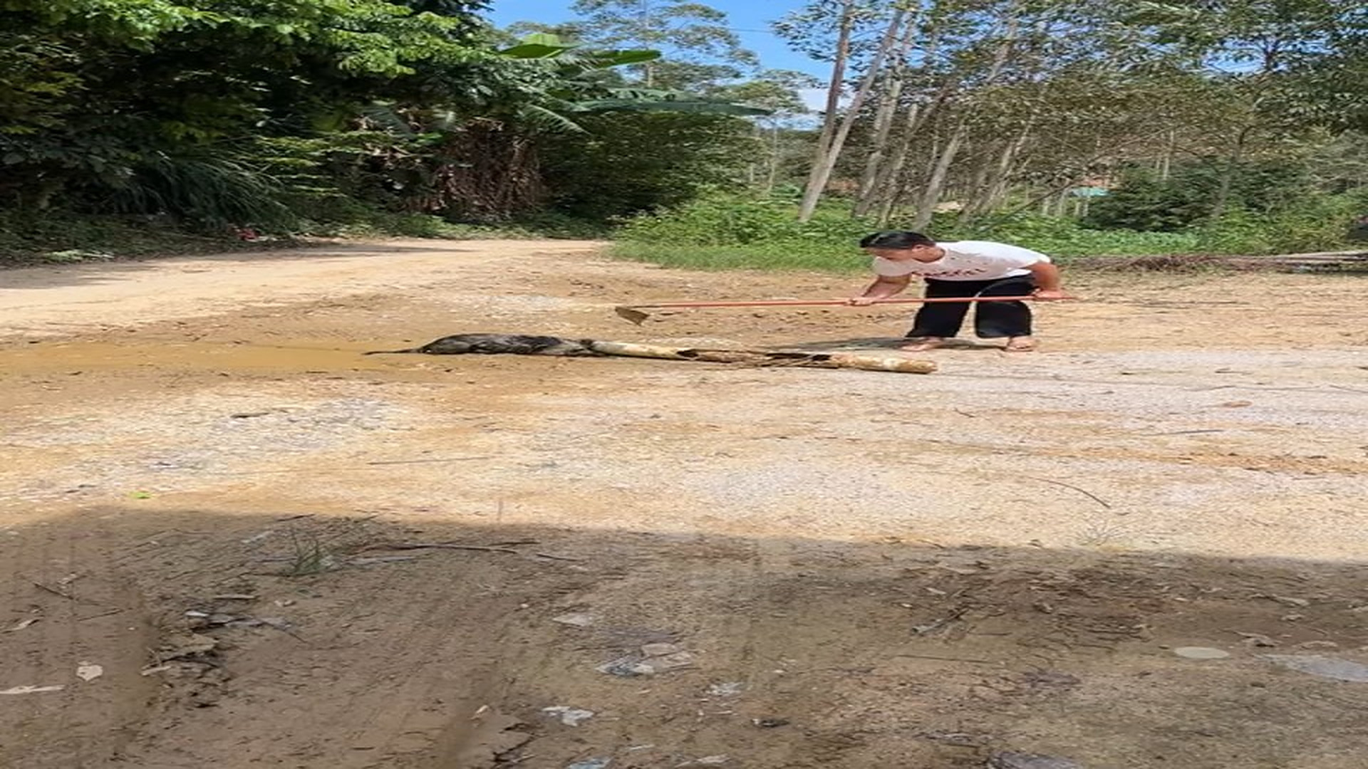 Full rescue here: T1709053_Helpless Animal Finally Gets A Chance To Heal