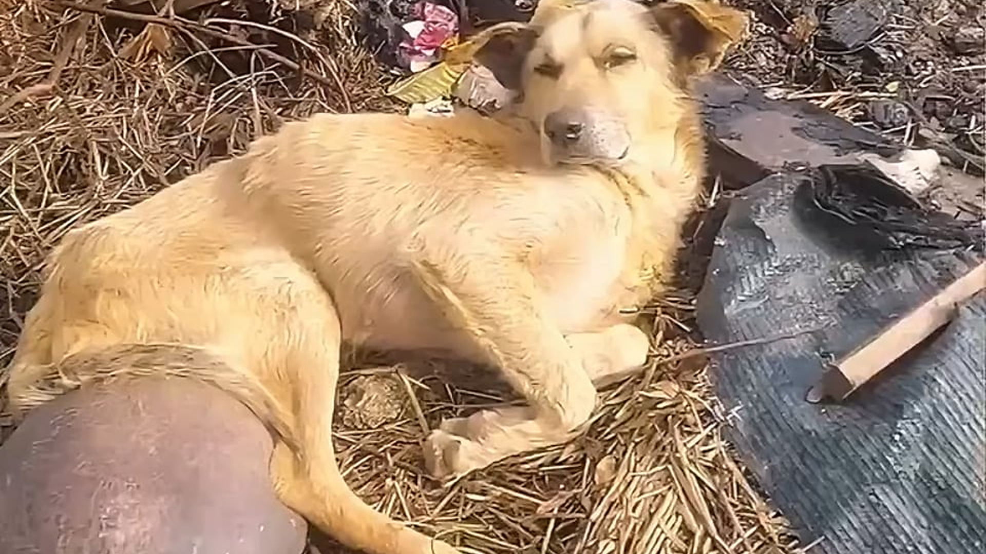 Full rescue here: T1709052_A Forgotten Animal Gets One More Chance