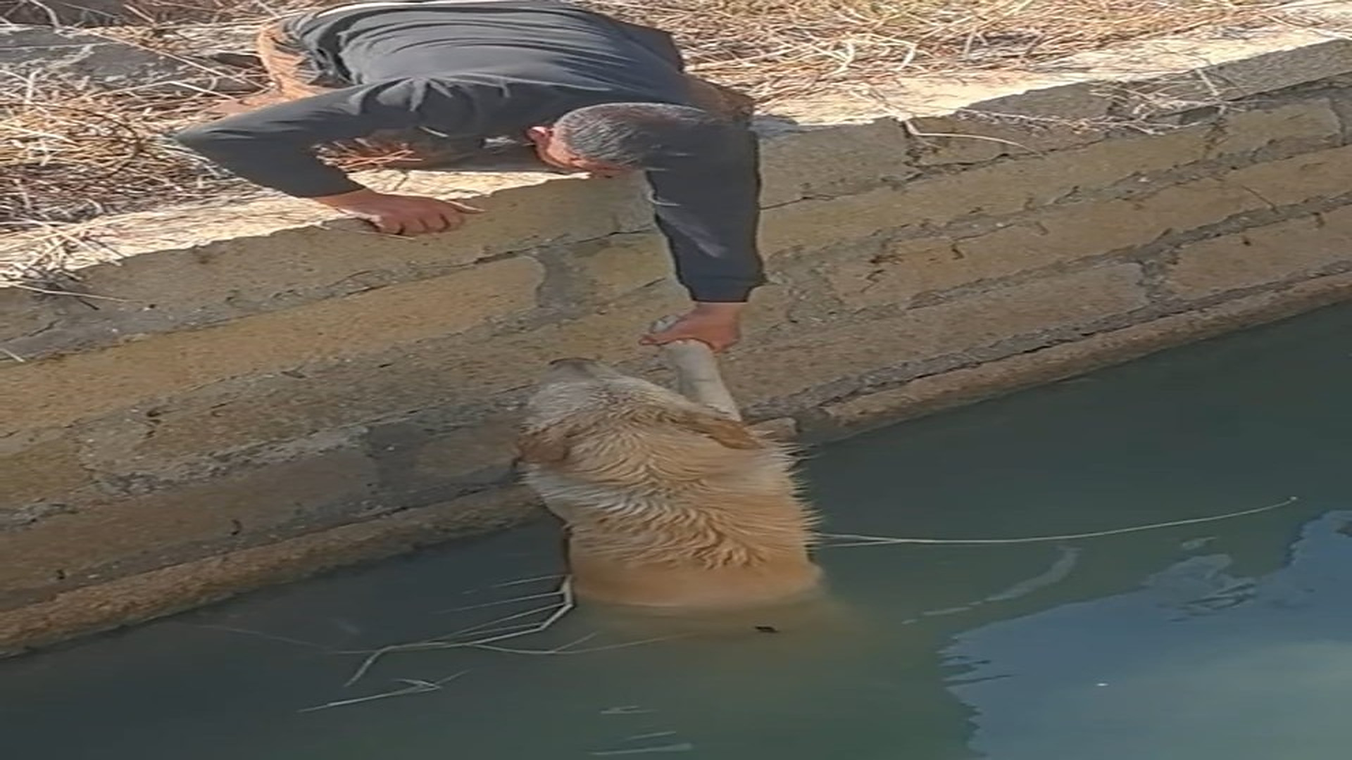 Full rescue here: T1709050_This Rescue Gave A Helpless Animal A New Life