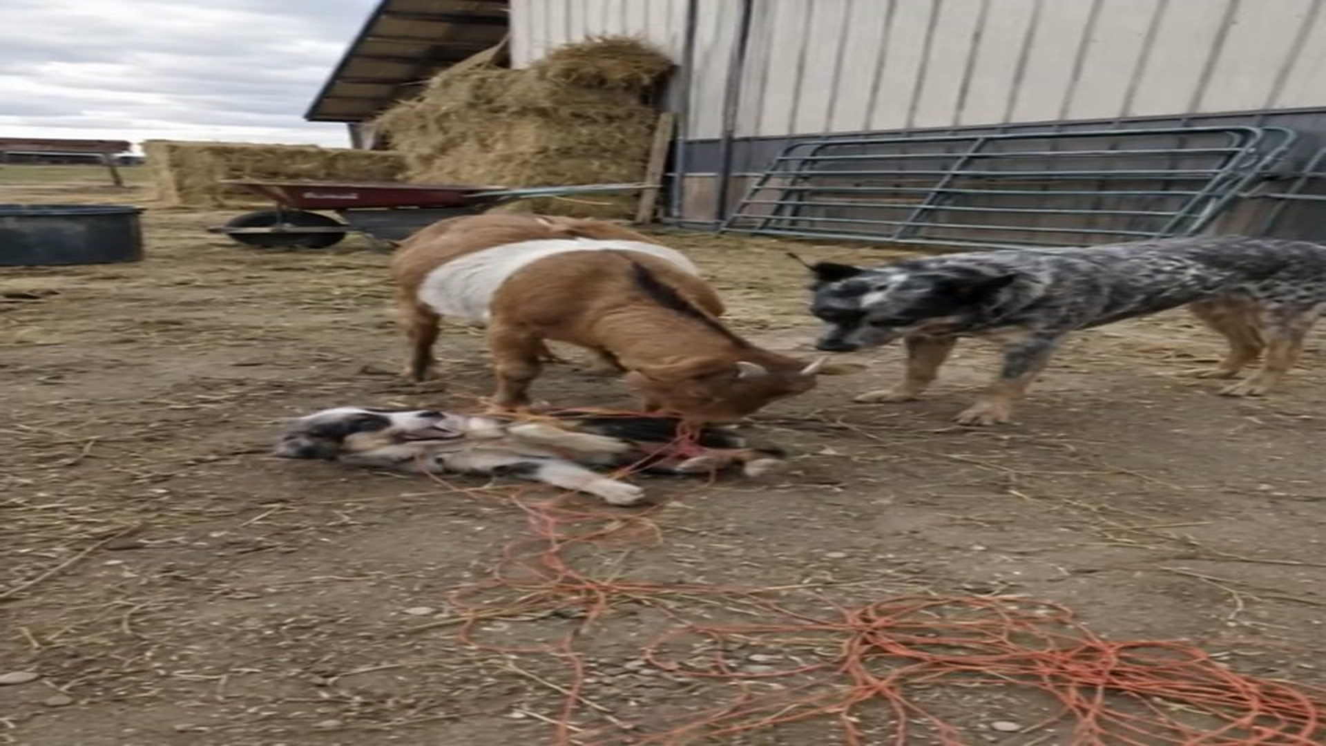 Full rescue here: T1709042_Puppy gets tangled in baling twine and the goat chews him free. ��