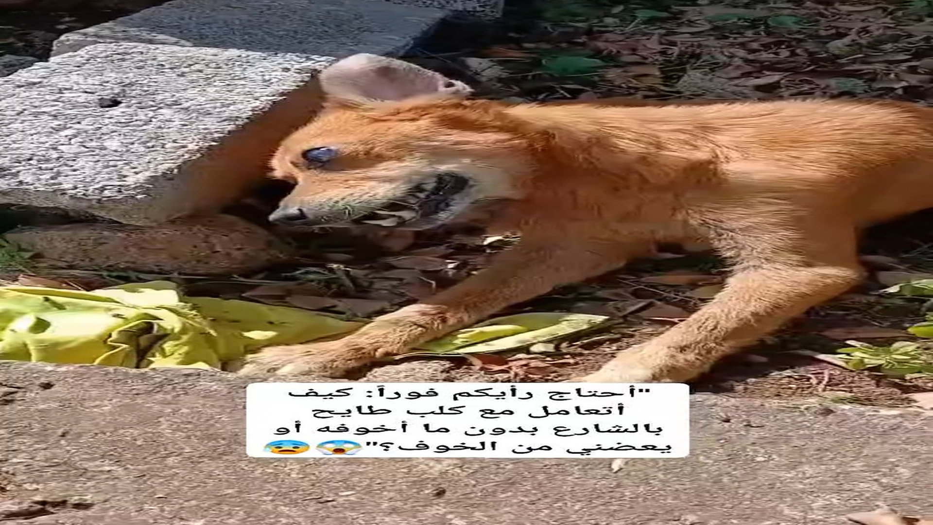 Full rescue here: T1709030_Animal Found In Desperate Need Of Help