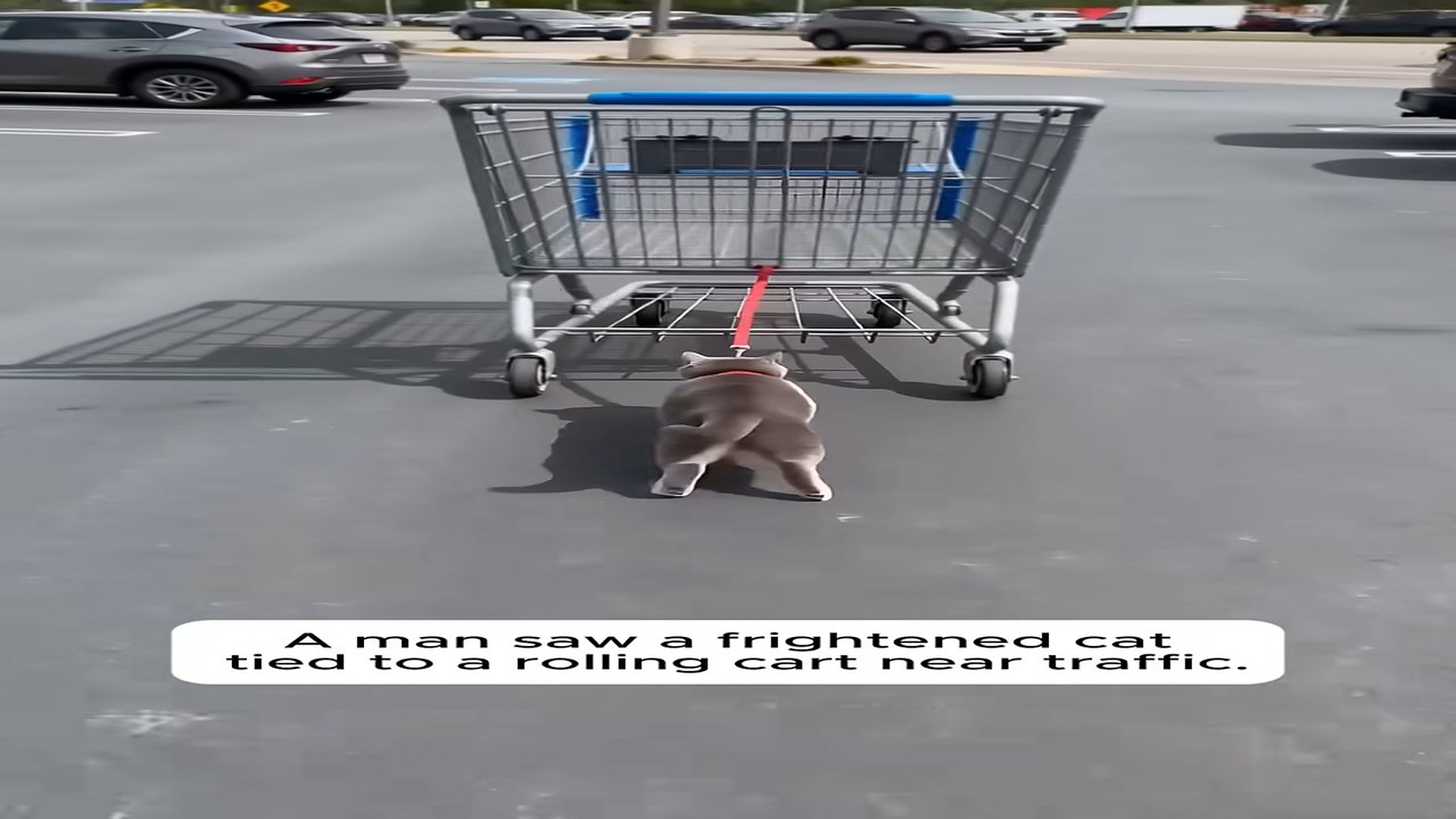 Full rescue here: T1709023_A Terrified Cat Was Tied To A Rolling Shopping Cart �