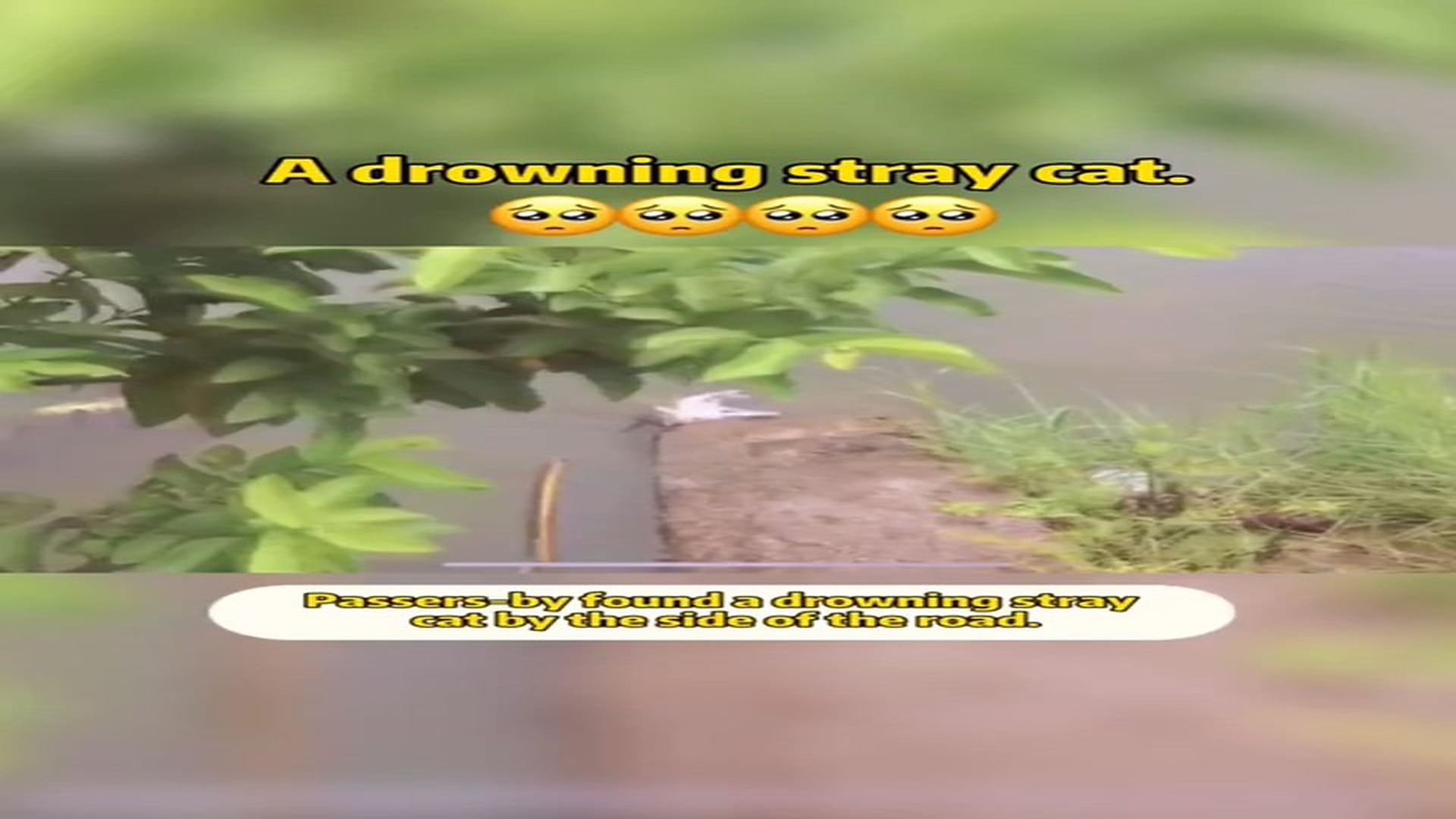 Full rescue here: T1709021_A drowning stray cat is in critical condition.��