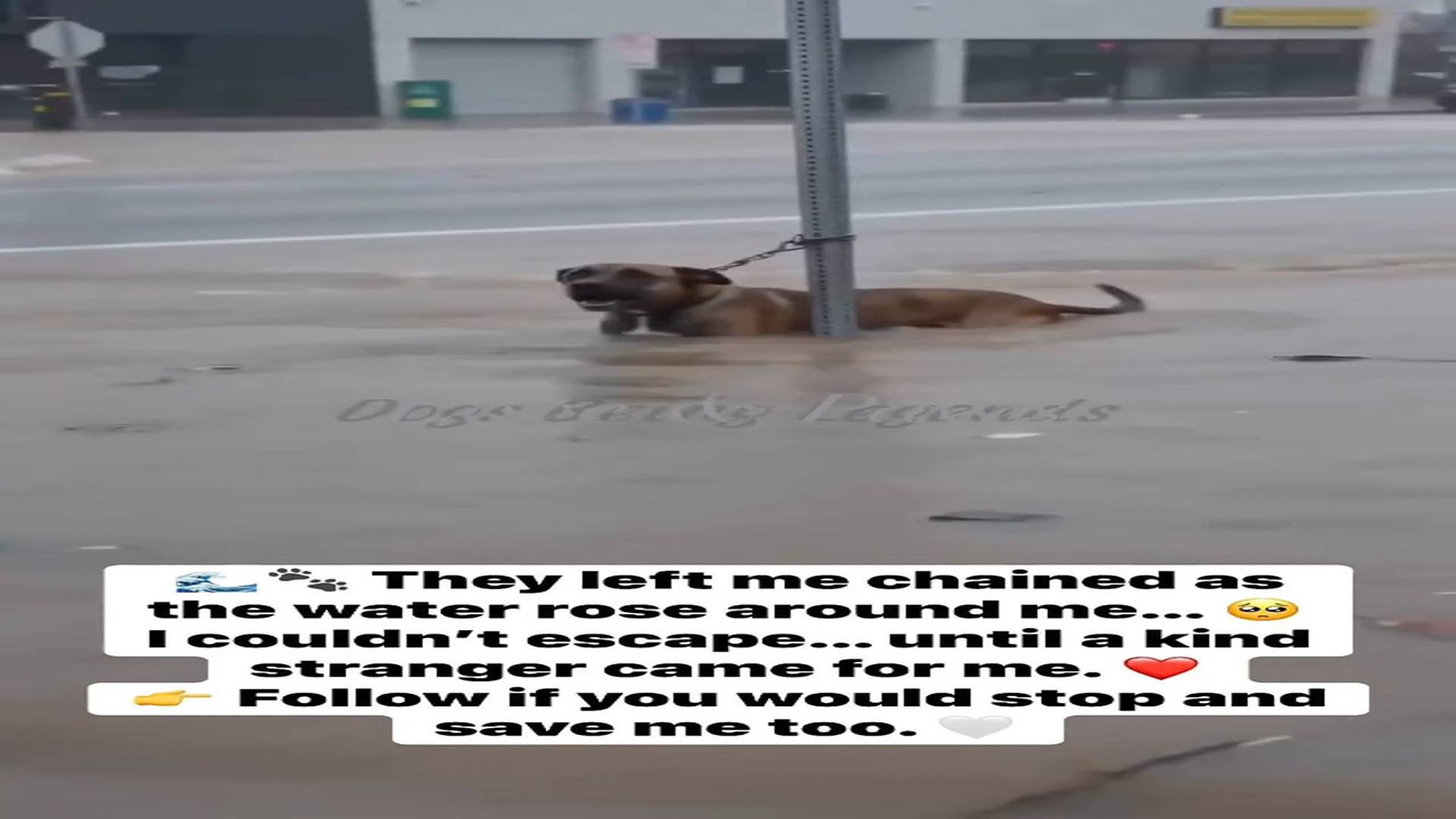 Full rescue here: T1709013_They left me chained as water rose around me I couldn t escape