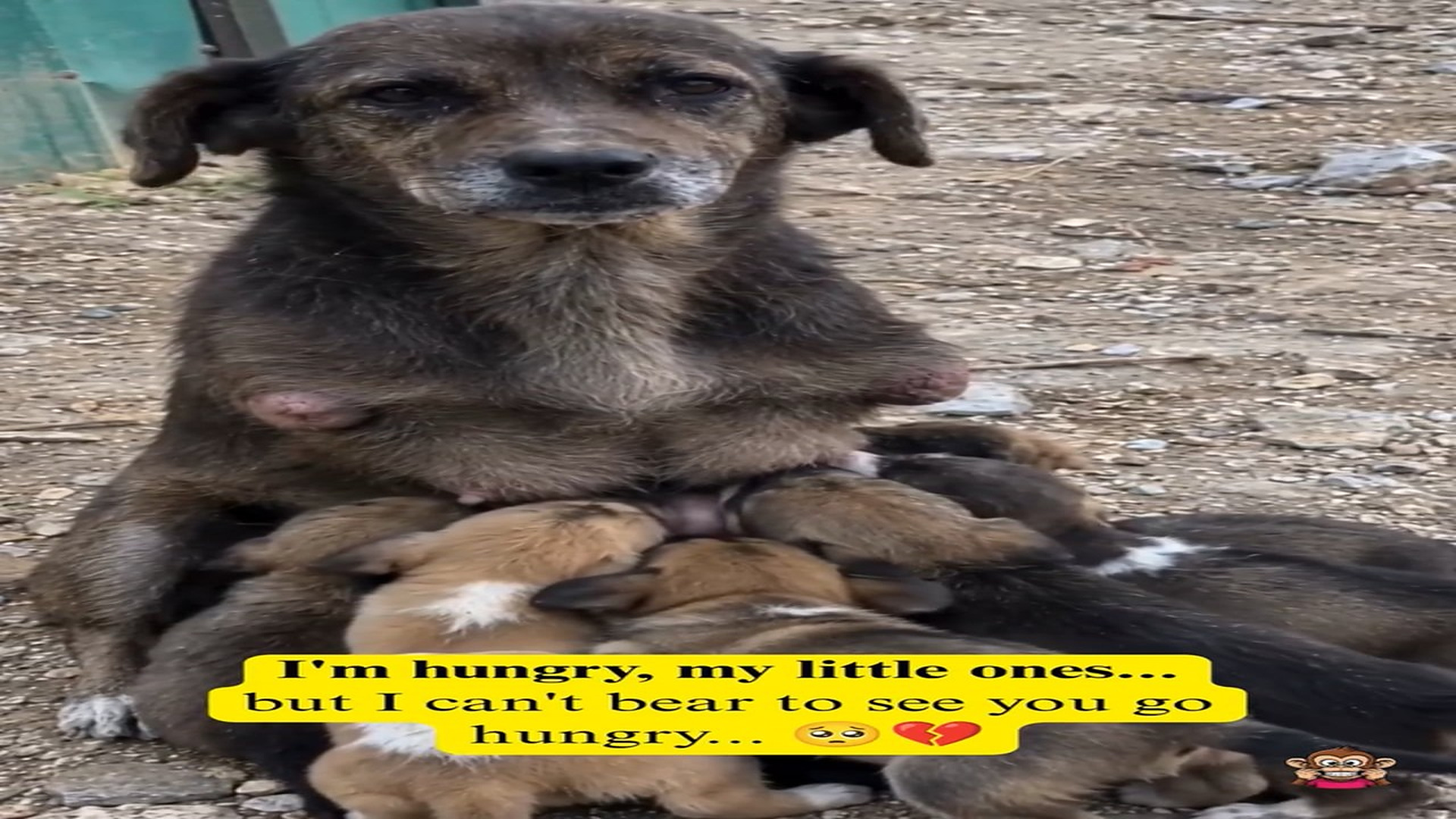 Full rescue here: T1709010_She s hungry too but before her, there will always be her little ones