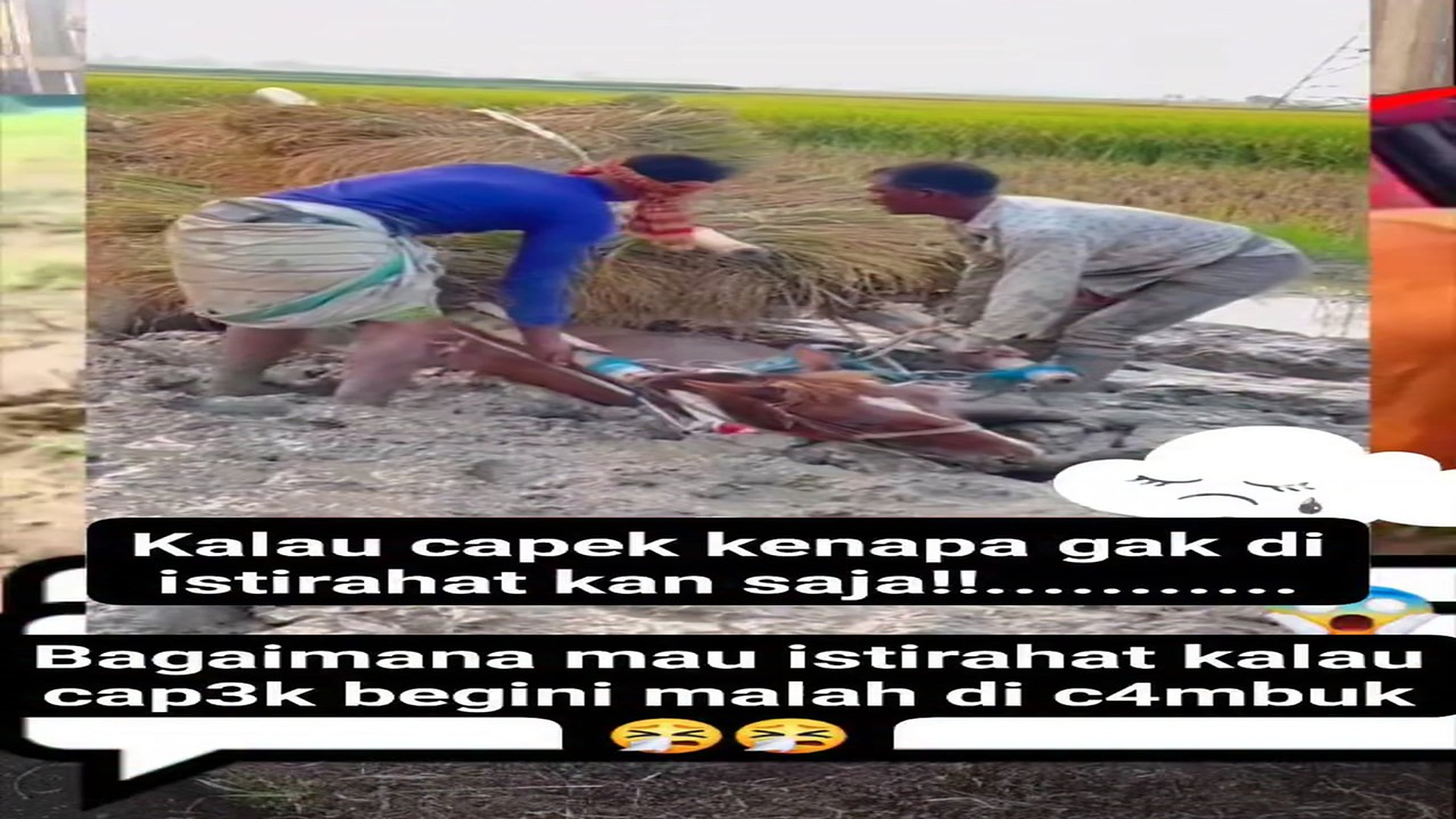 Full rescue here: T1709009_3 comments Kuda kelelah4n Anisa Sulis